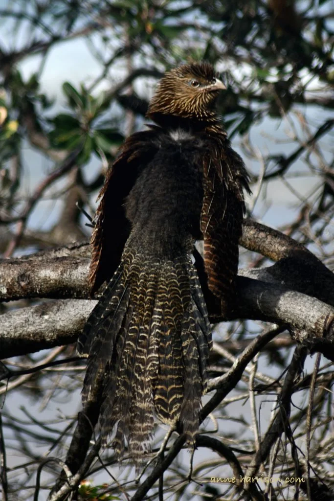 A young whistling kite, still with juvenile down