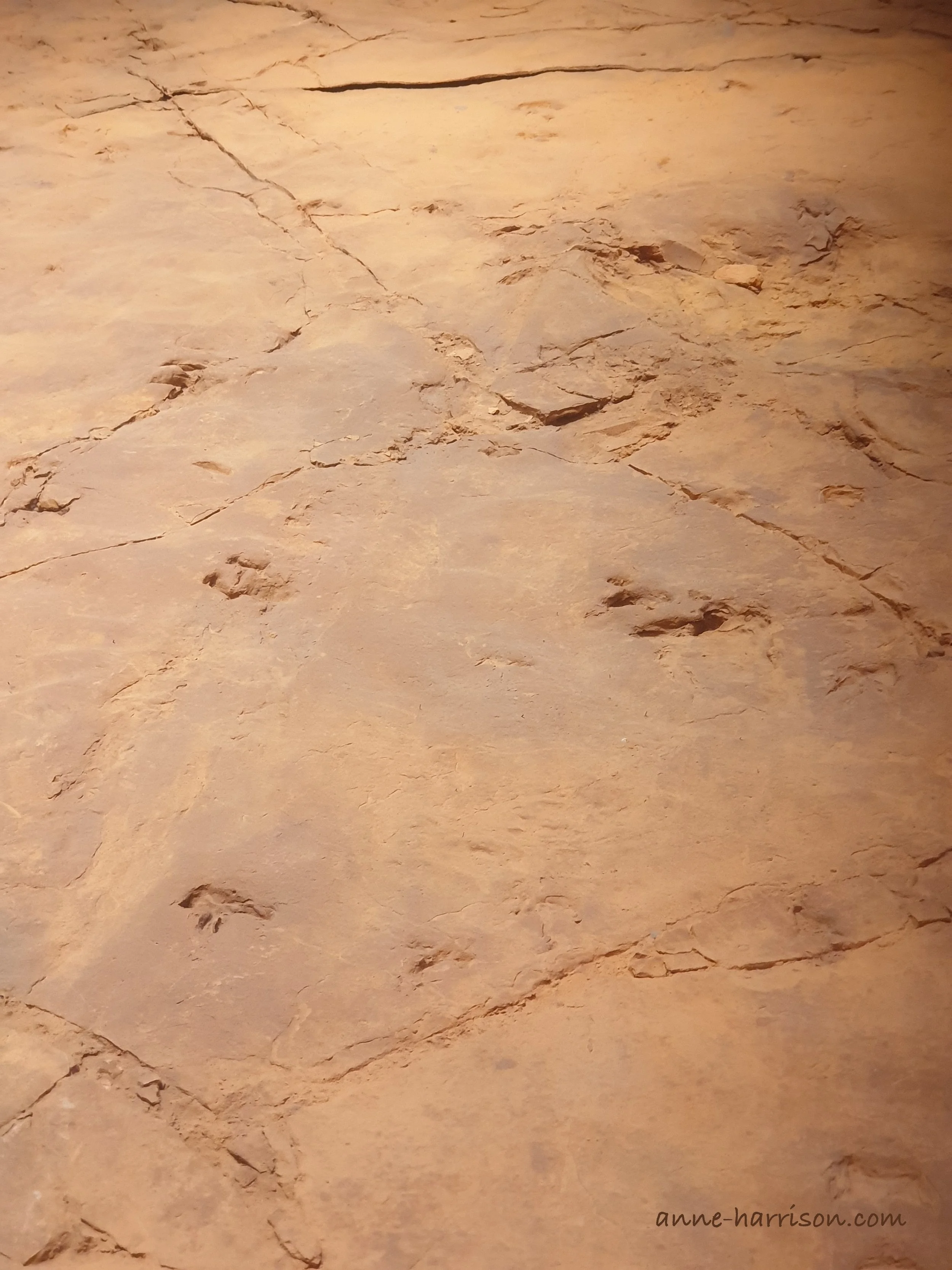 Dinosaur footprints