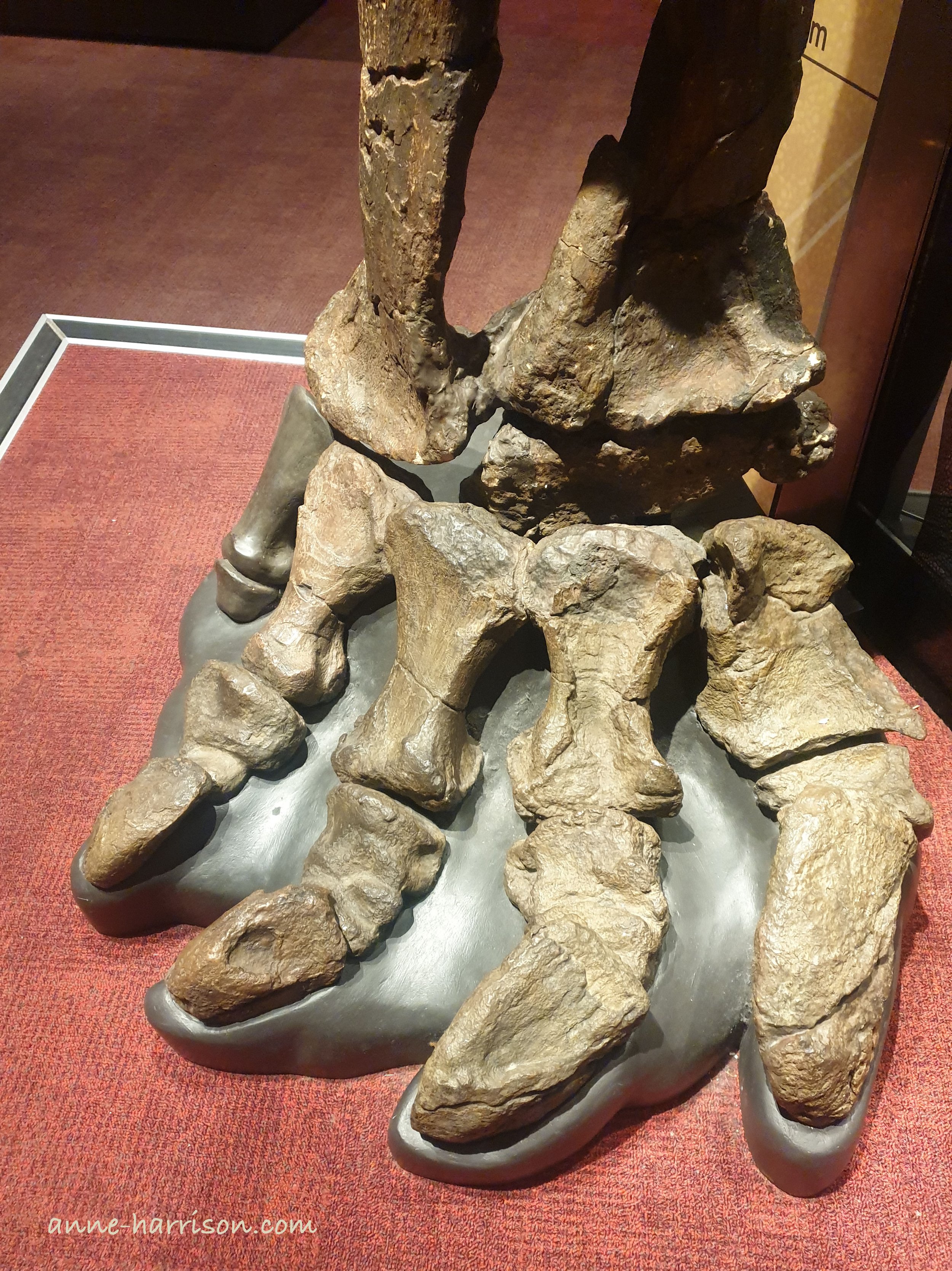 A rather large foot