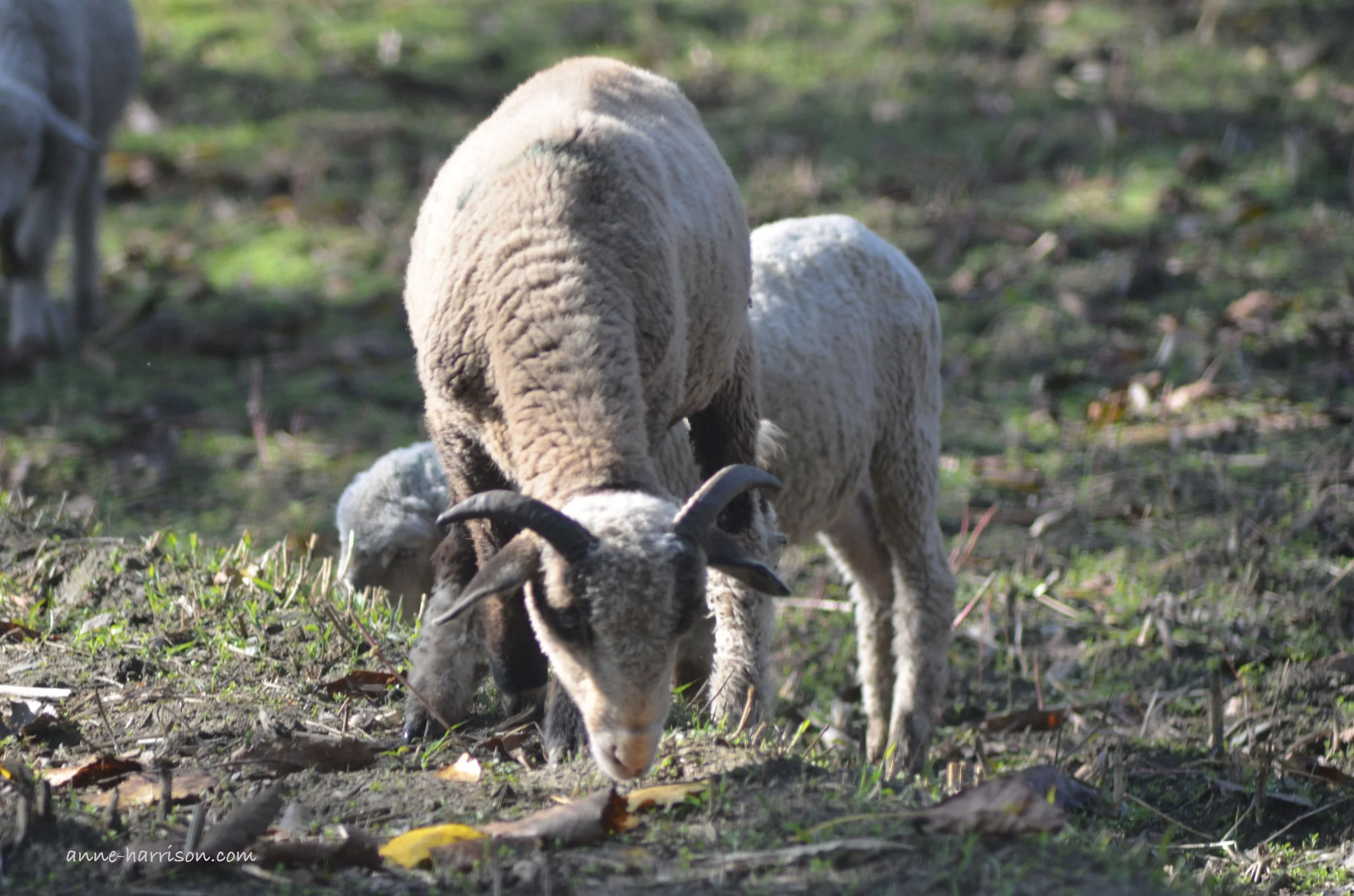  A horned sheep with a lamb 