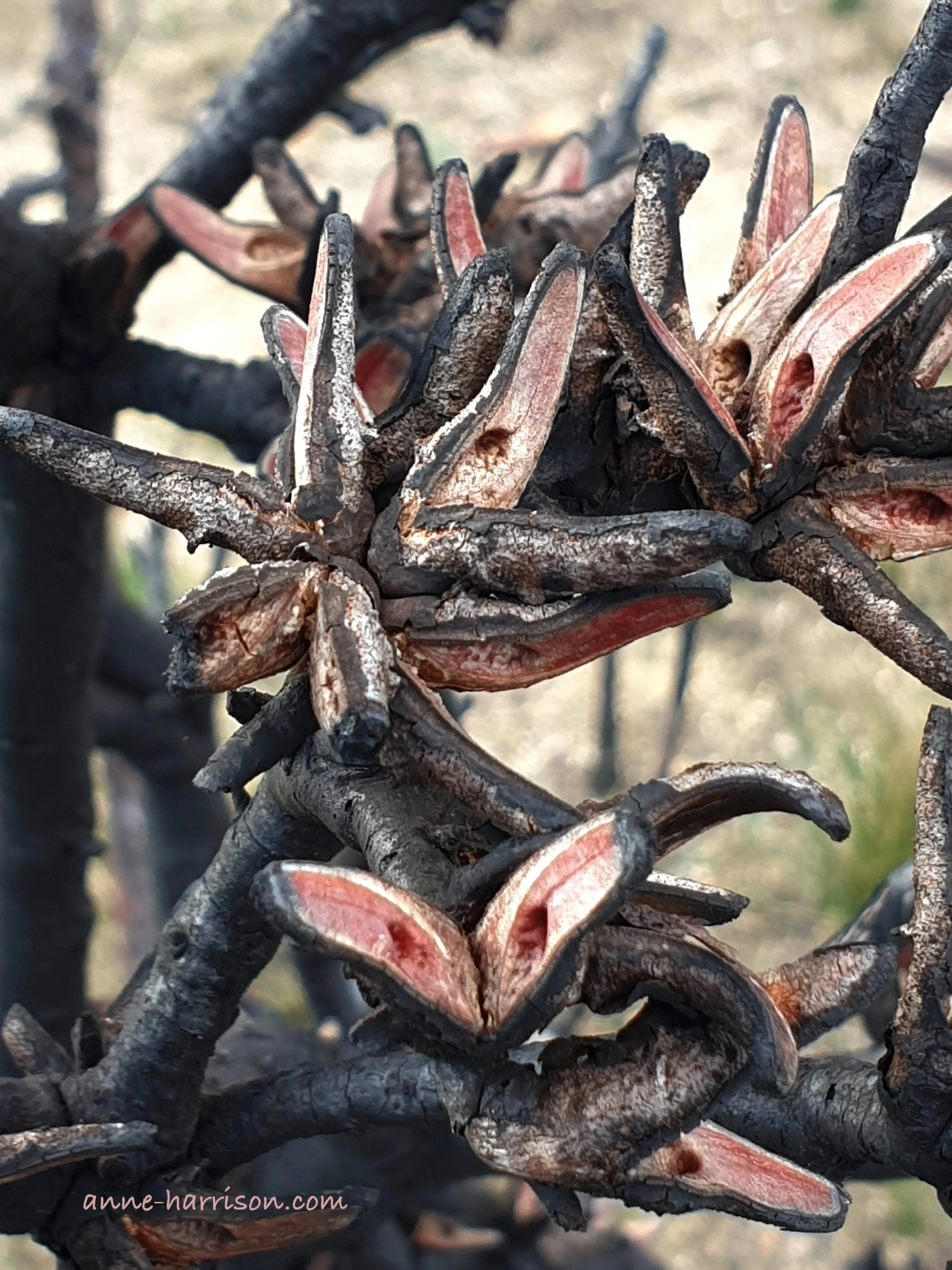 Star-shaped seed pods on a tree which have burst open during a fire. They are pale red on the inside.