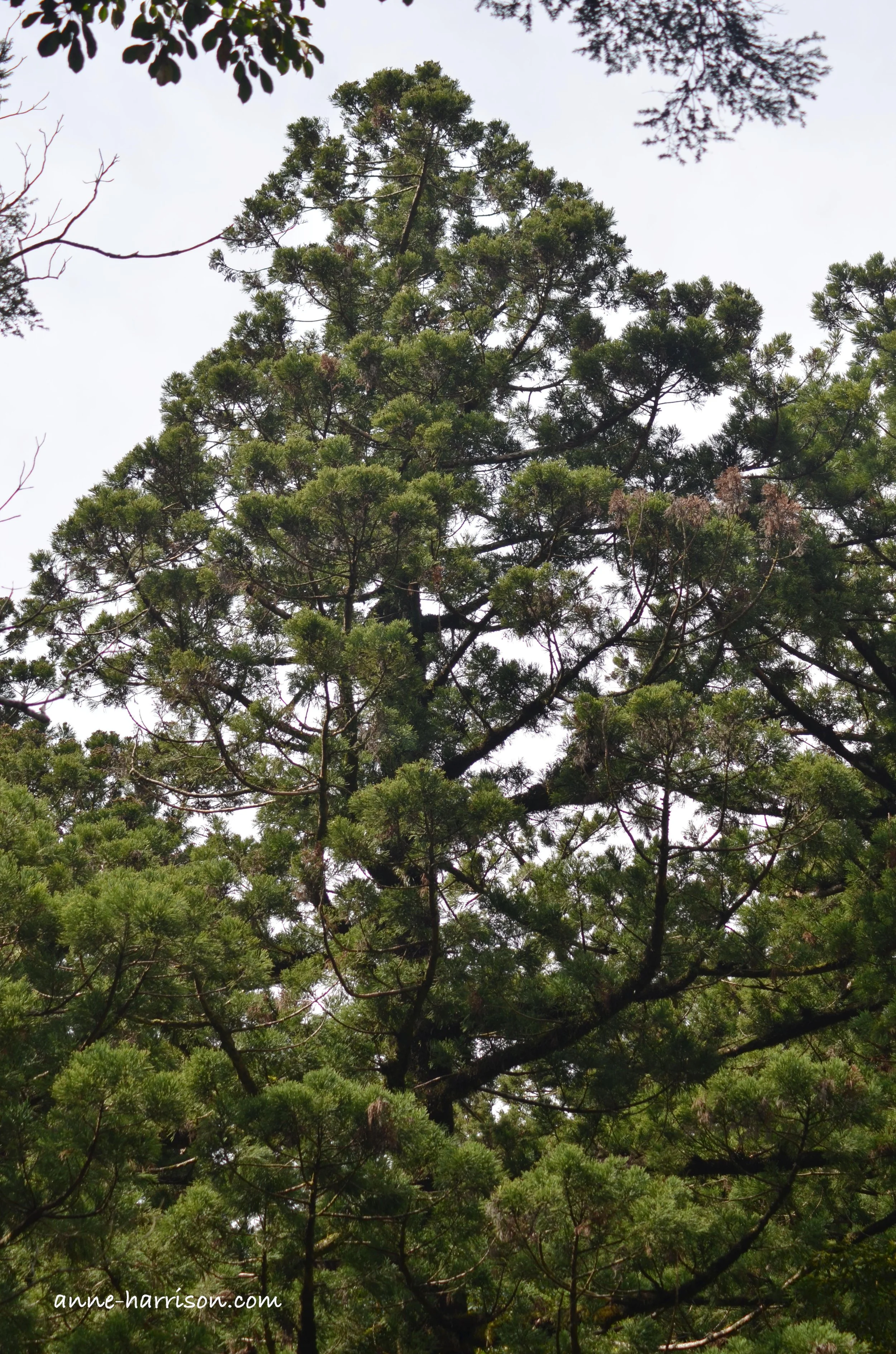 An ancient tree rising above the others © A. Harrison