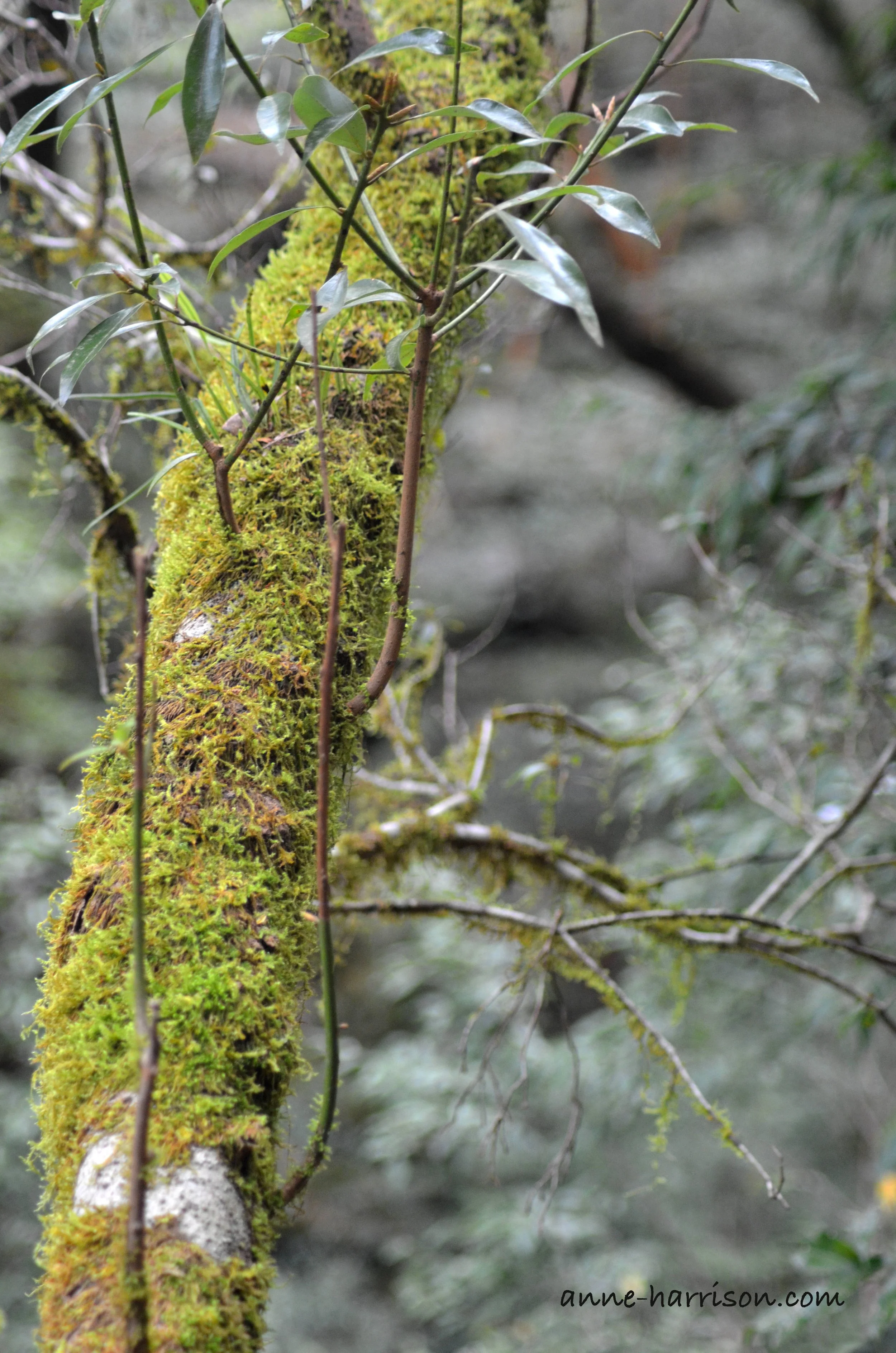 A lichen-covered branch © A. Harrison