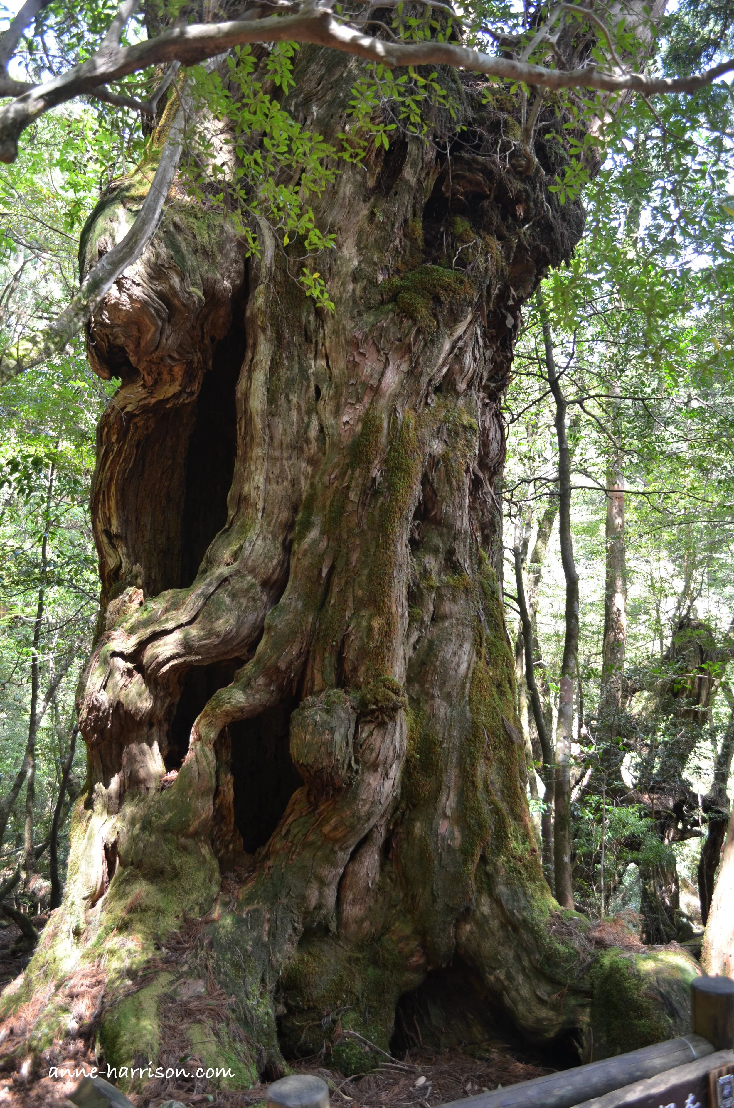 An ancient and gnarled trunk © A. Harrison