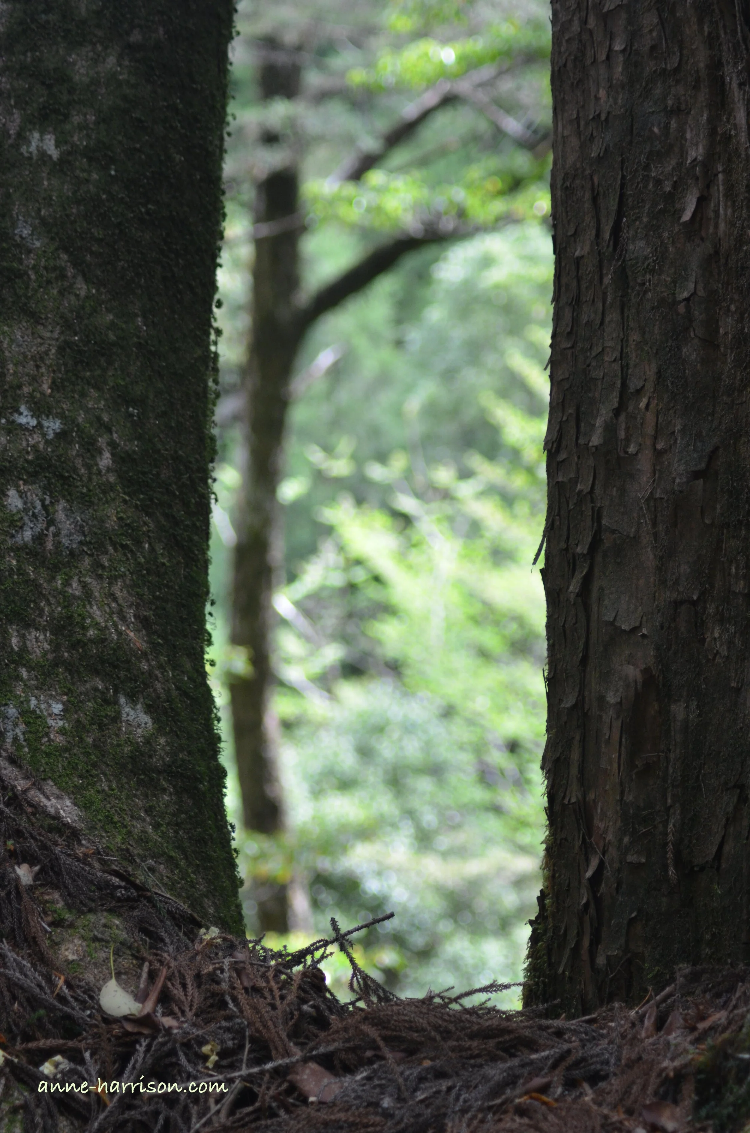 A view through two tree trunks © A. Harrison