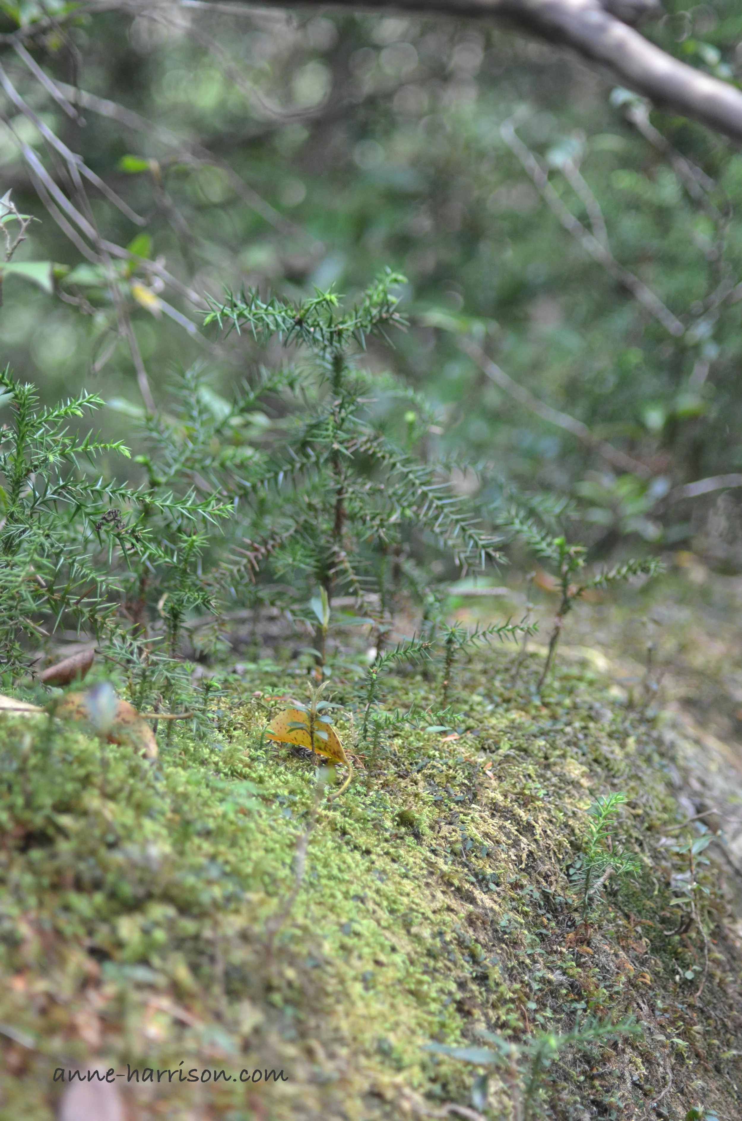 Small saplings © A. Harrison
