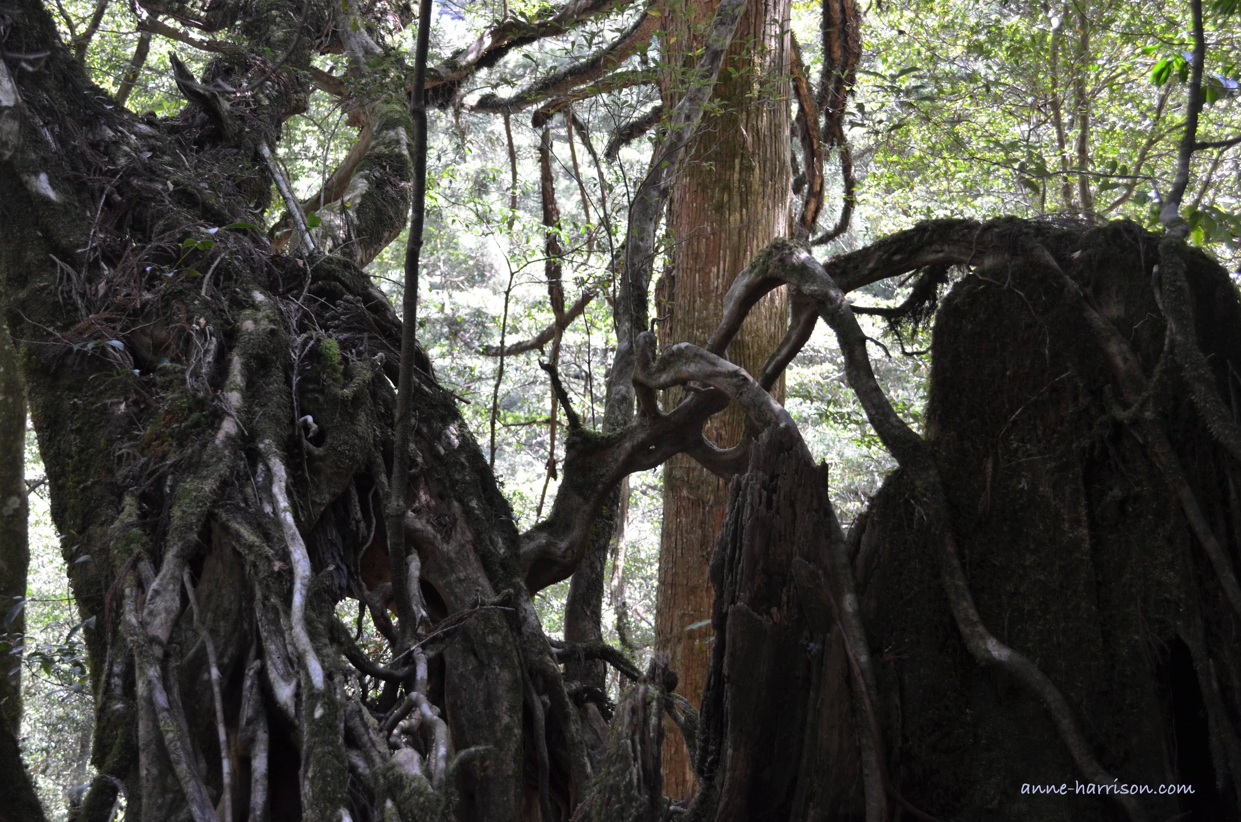 Old, twisted tree trunks, covered in vines and roots, in Yakushima, Japan
