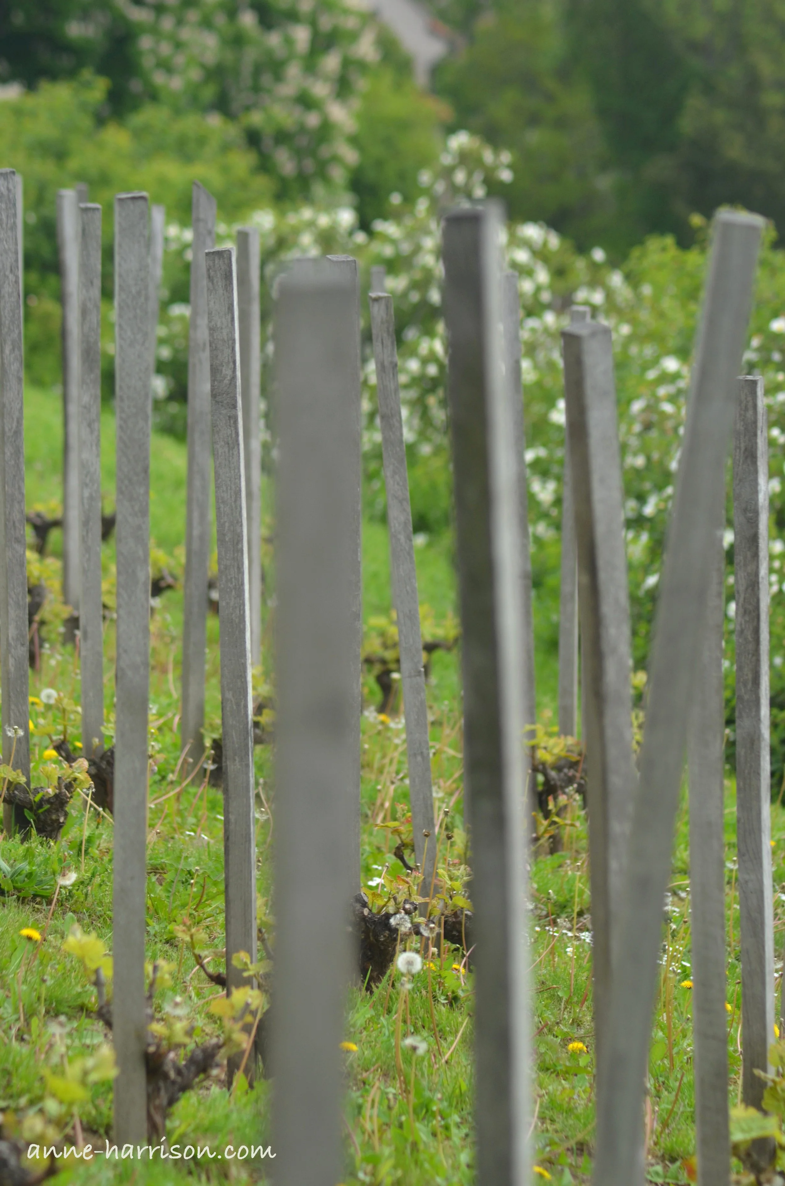 Good King Wenceslas' vineyard (c) A. Harrison