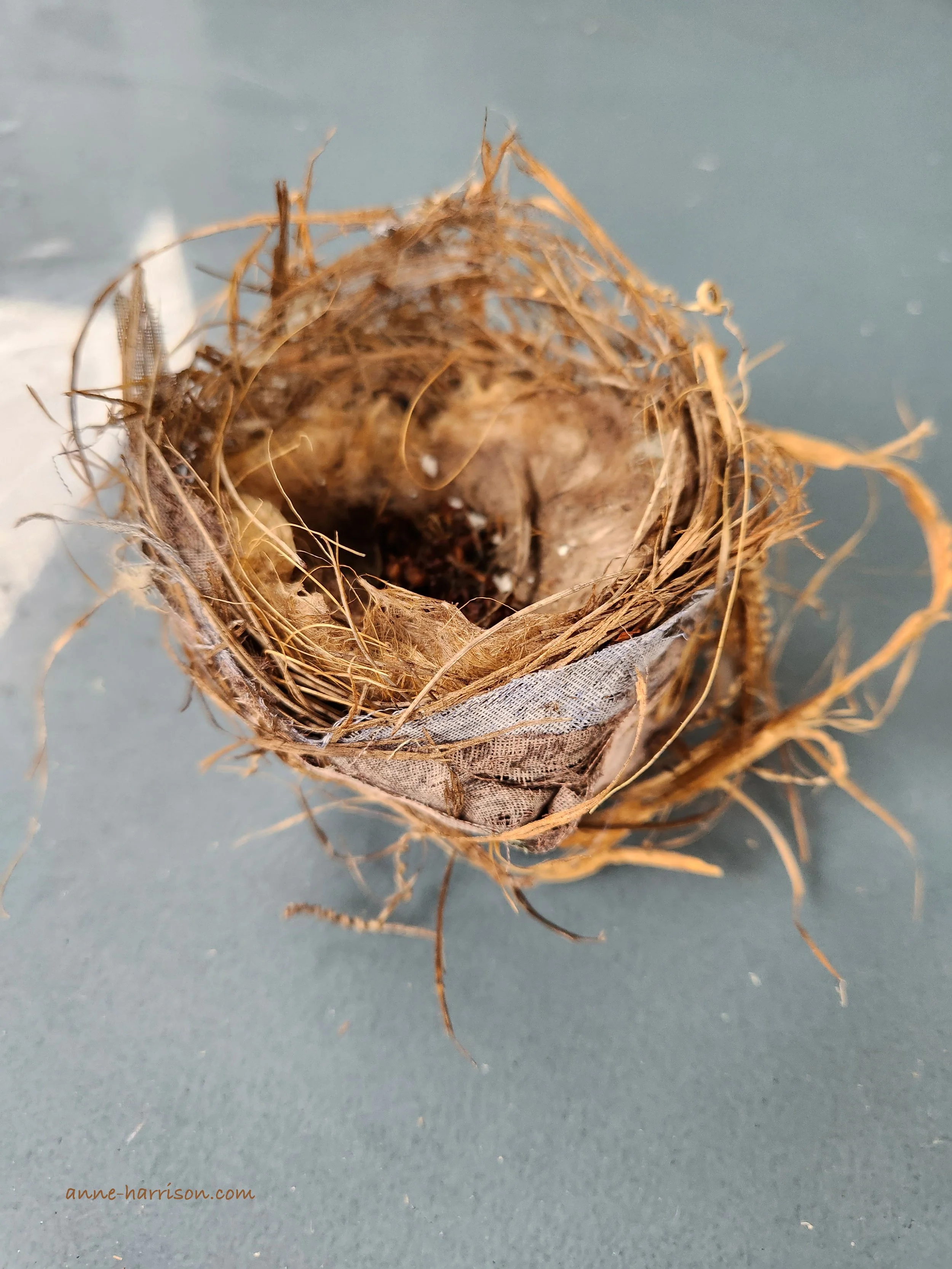 The nest resting on my desk © A. Harrison