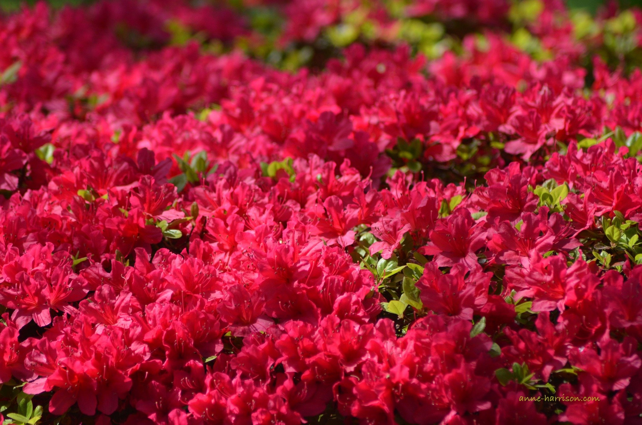 Azaleas in bloom. Just beautiful 🥰 #beautyinnature #meandmycamera