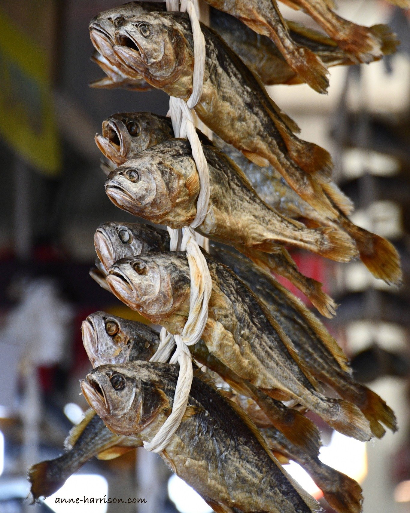 Memories from a market in Seoul. I've seen happier fish 😂 #justtravel #nikononinstagram