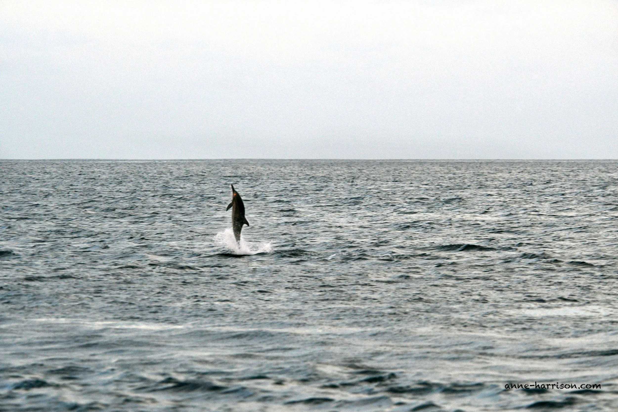 A single leaping spinner dolphin © A. Harrison