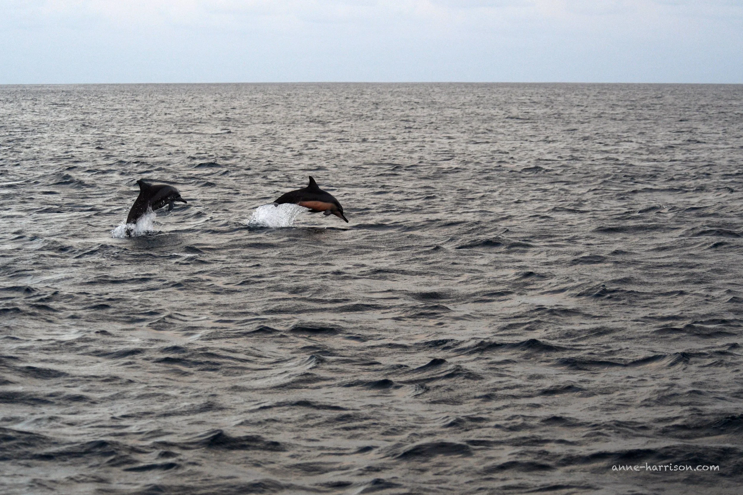 Two dolphins © A. Harrison