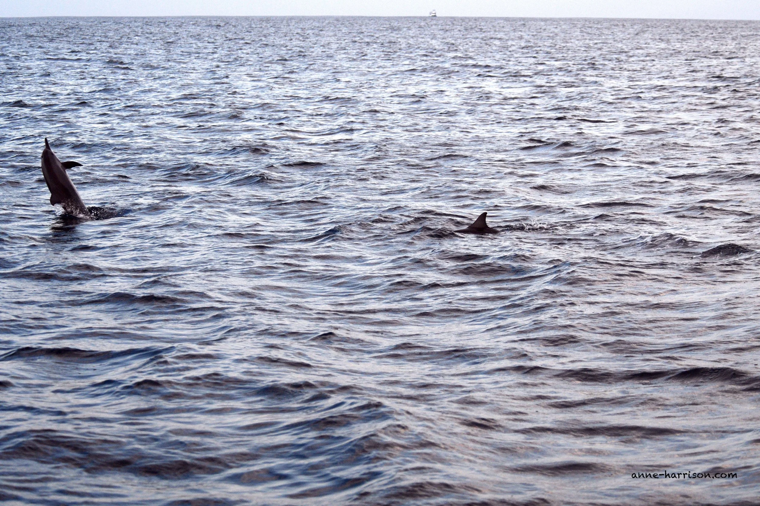 Just having fun © A. Harrison