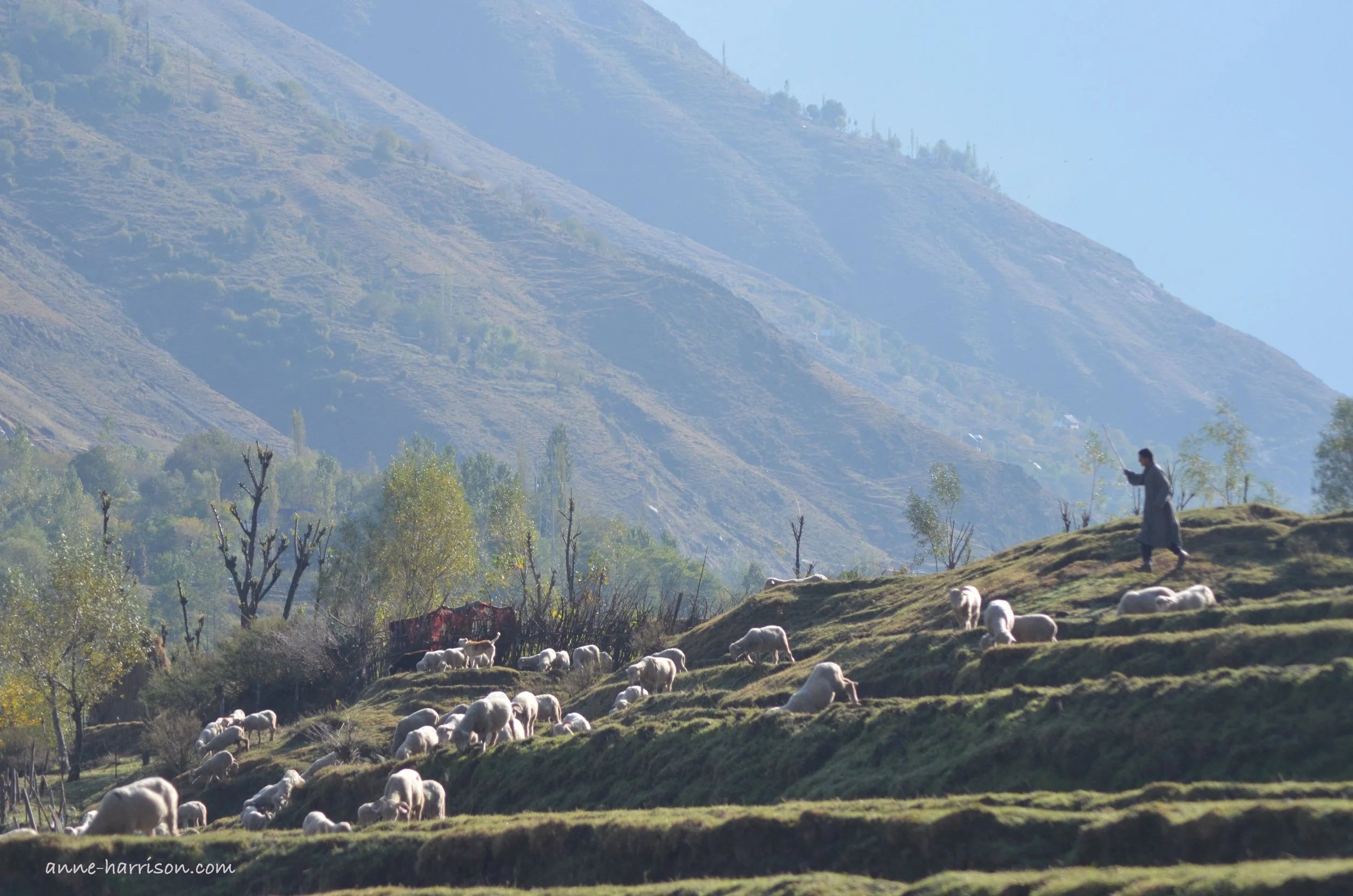 grazing-sheep-kashmir.jpg