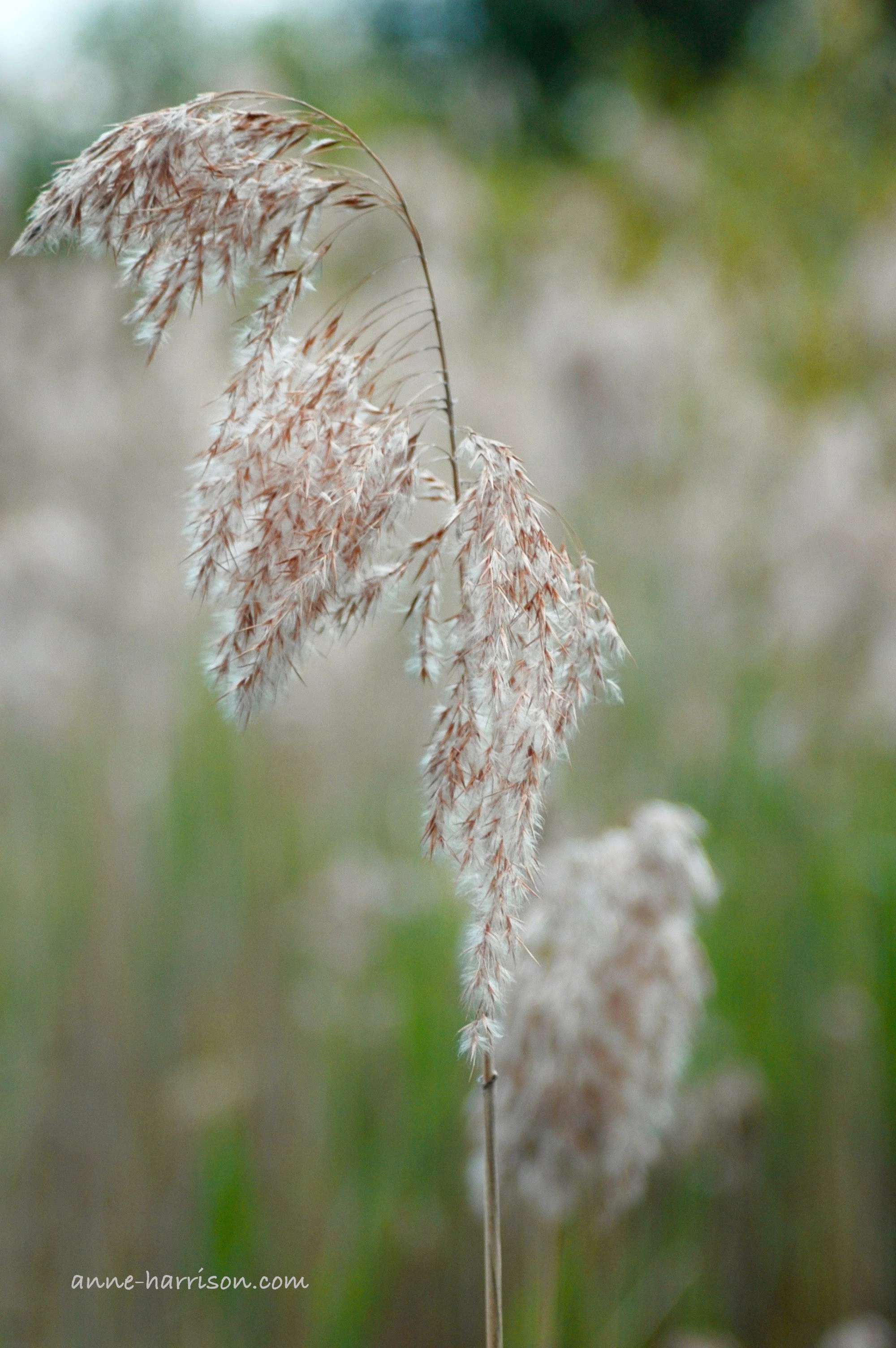 A Dry Sadness in December