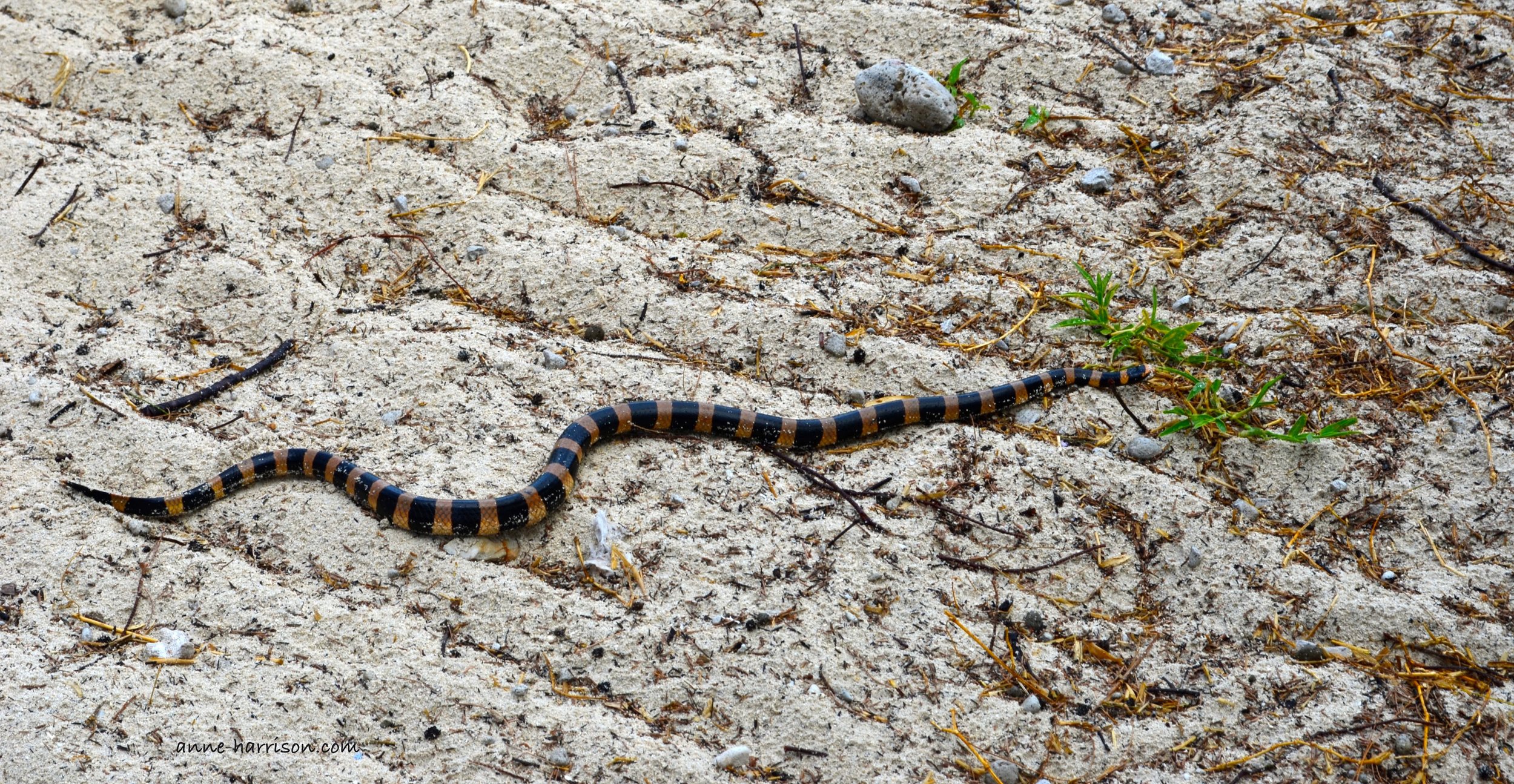 A black and yellow striped sea snake slithering across a beach.