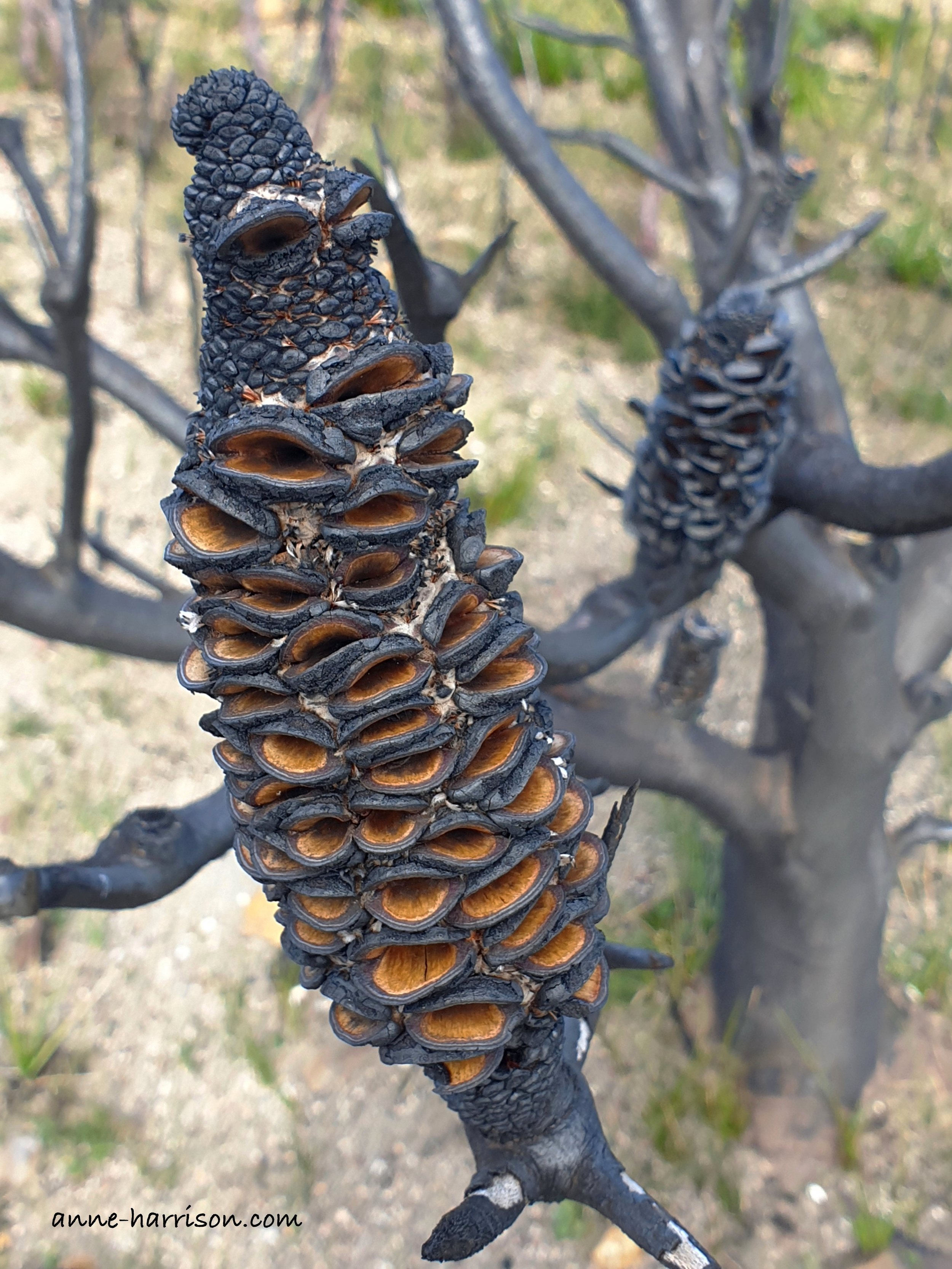 A burnt banksia pods ona tree blackened by fire. The top of the pod looks like the face of a Banksia Man.