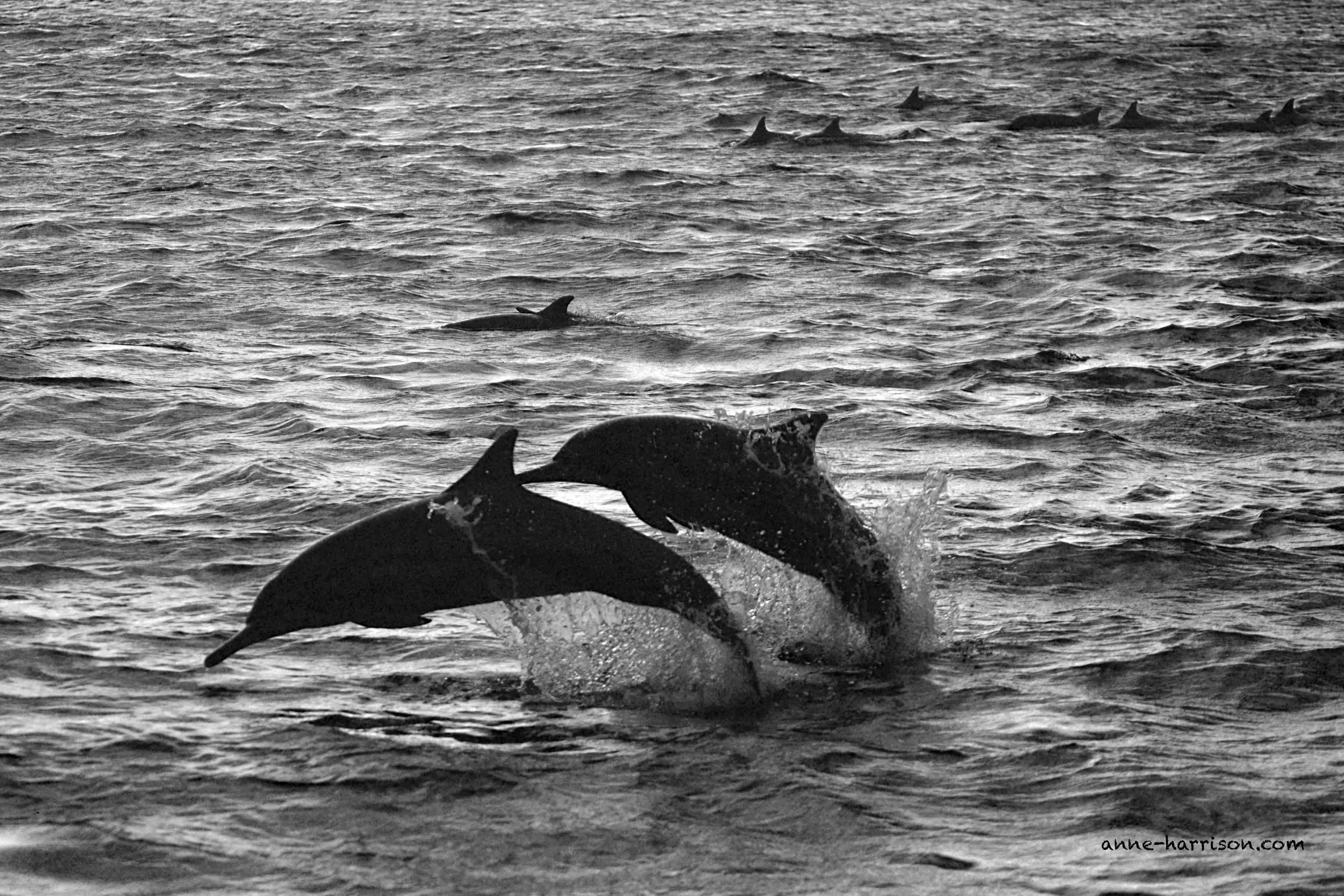 A black and white image of a pod of dolphins leaping in the water