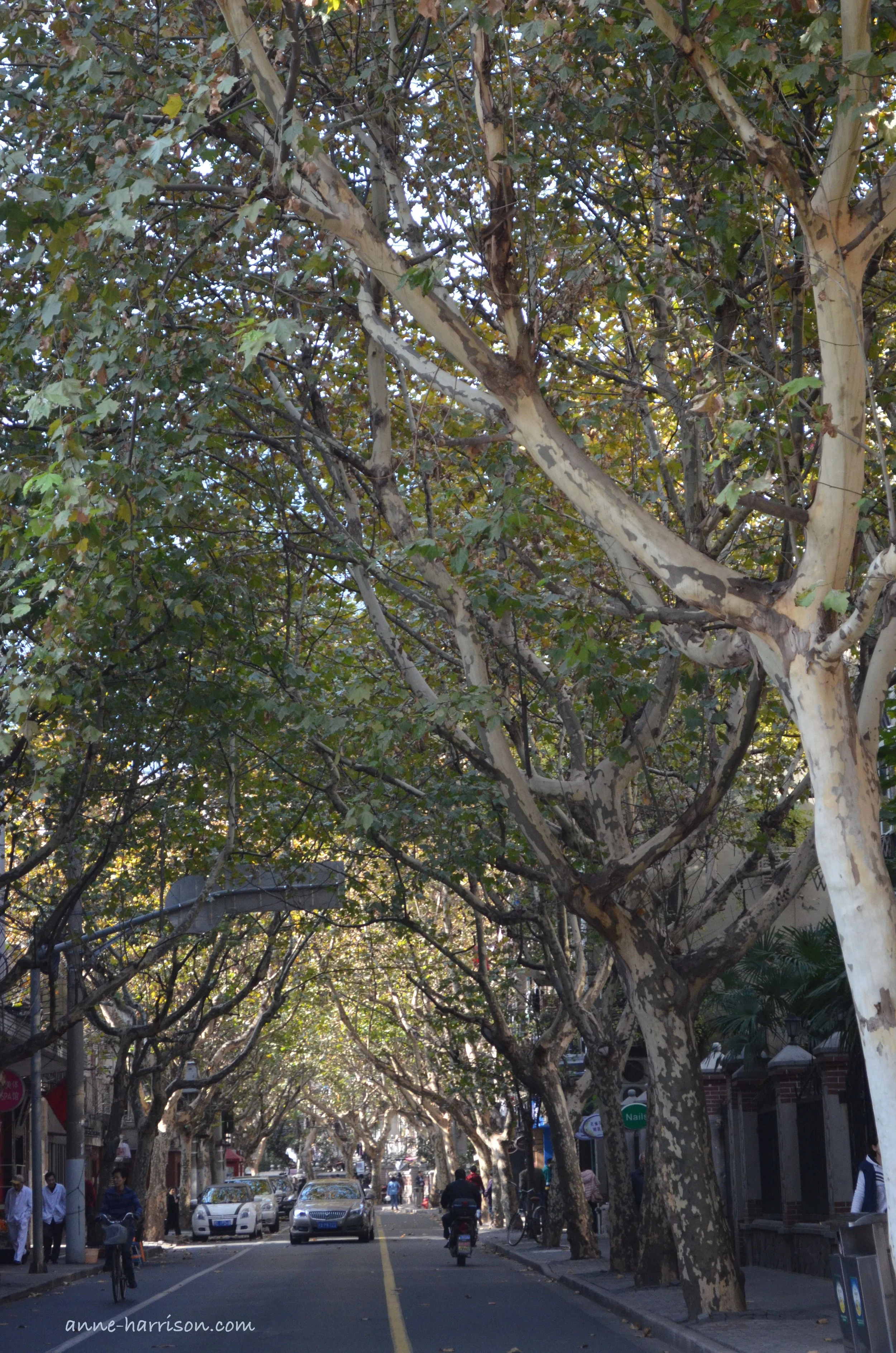 A street in the French Concession © A. Harrison