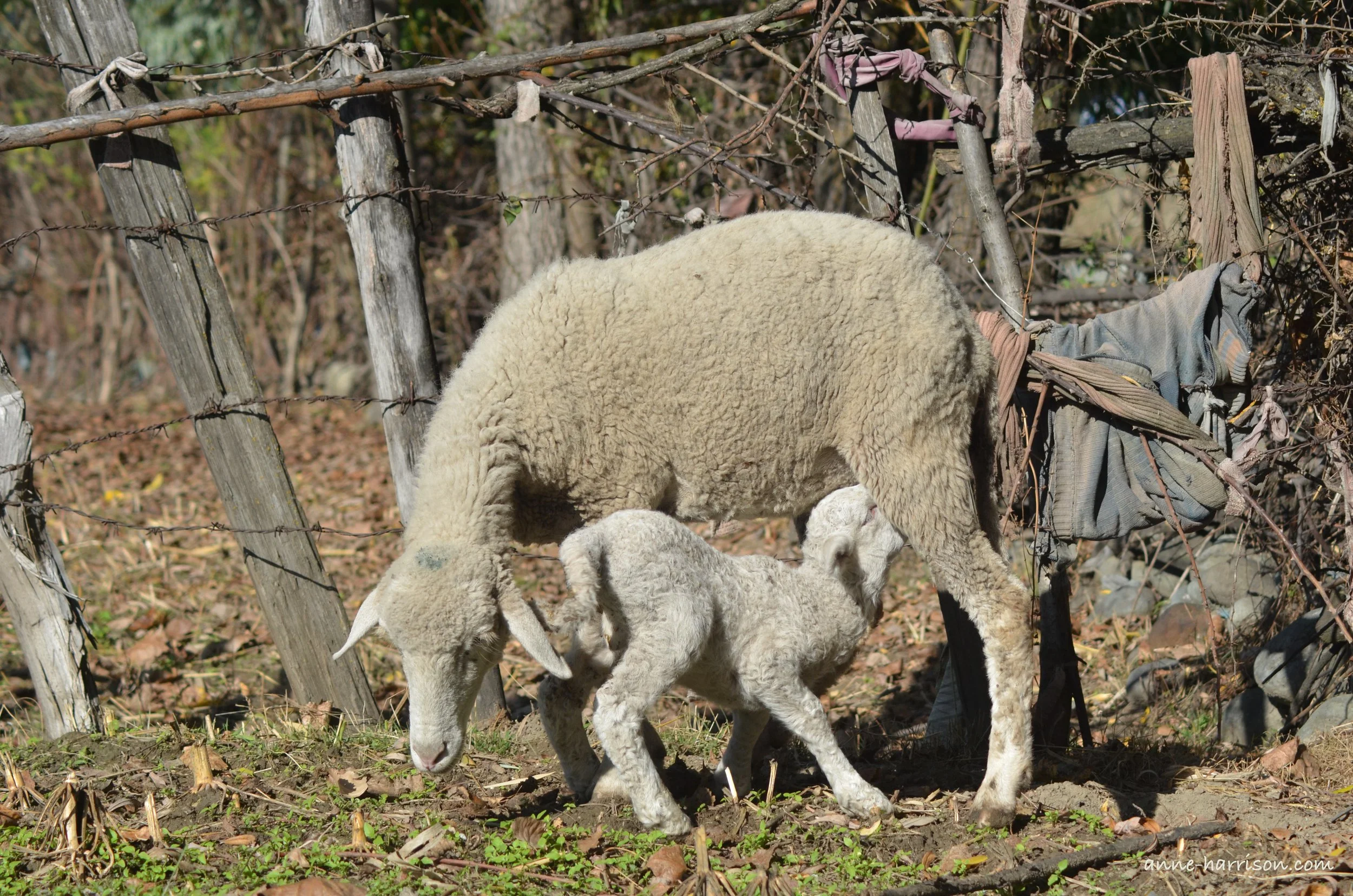 A young lamb suckling from its mother