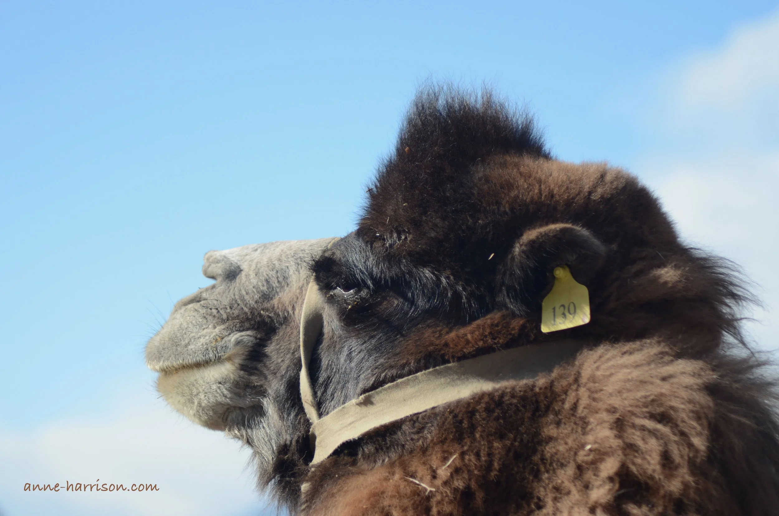 The head of a camel in profile, seen against a blue sky. A numbered tag is in his ear.