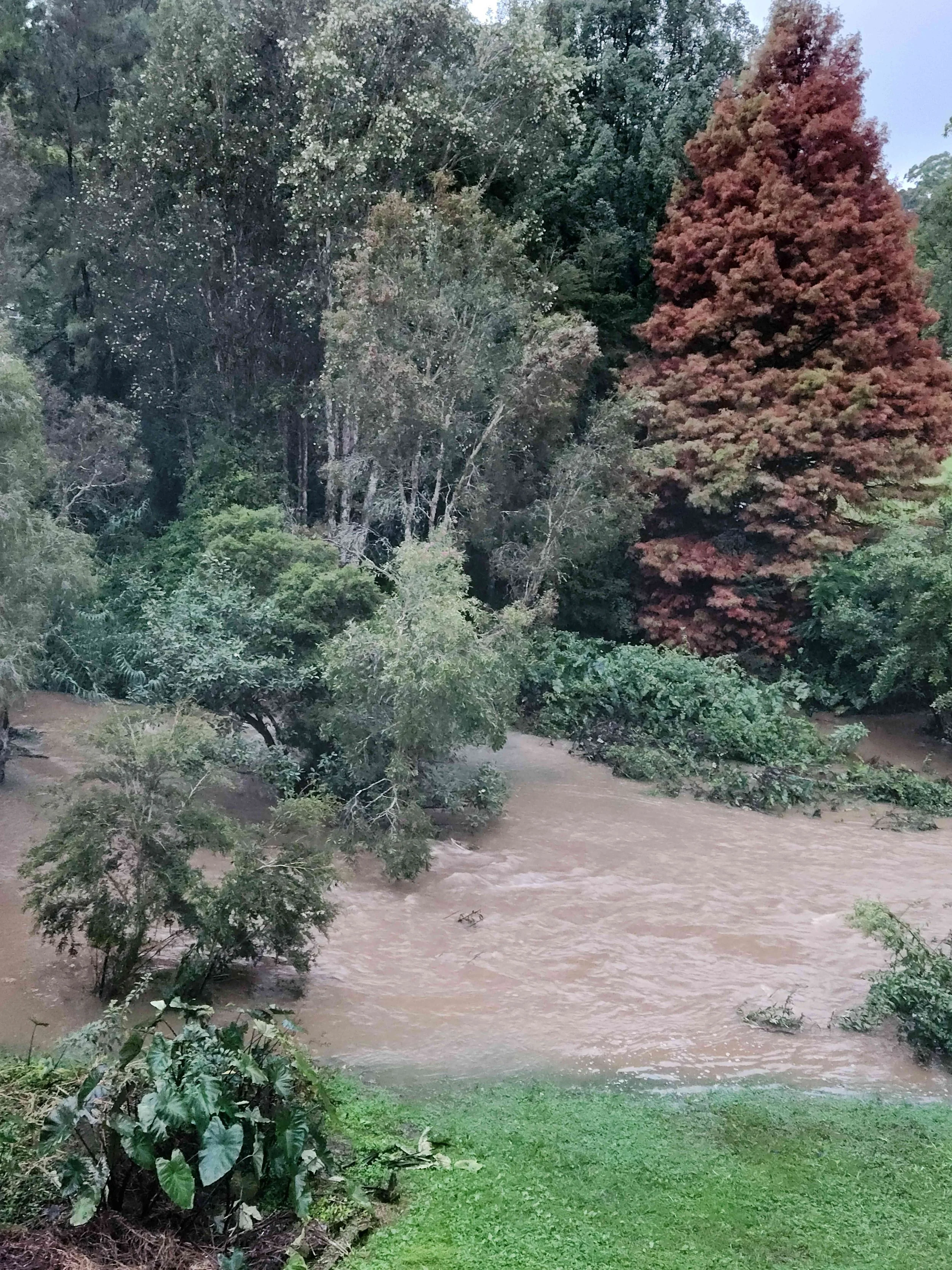 A flooded creek flowing through trees in a backyard