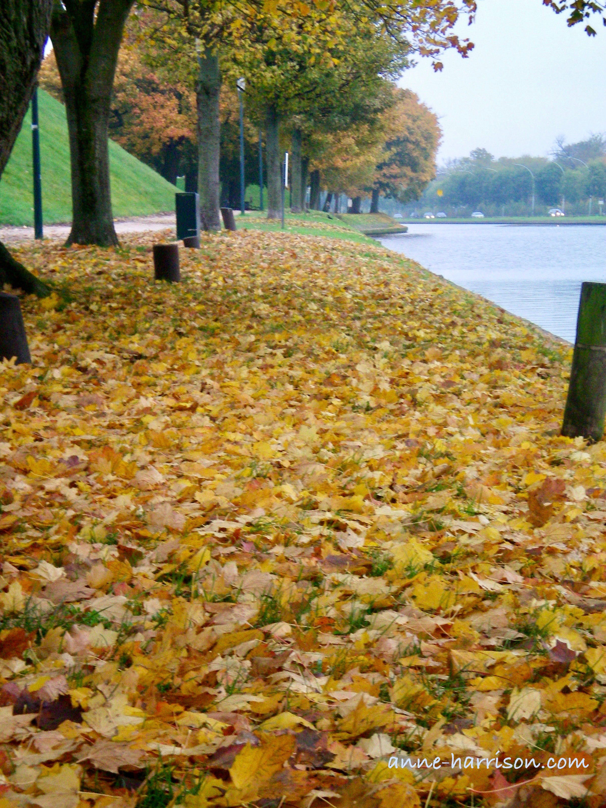 Autumn leaves (c) A. Harrison