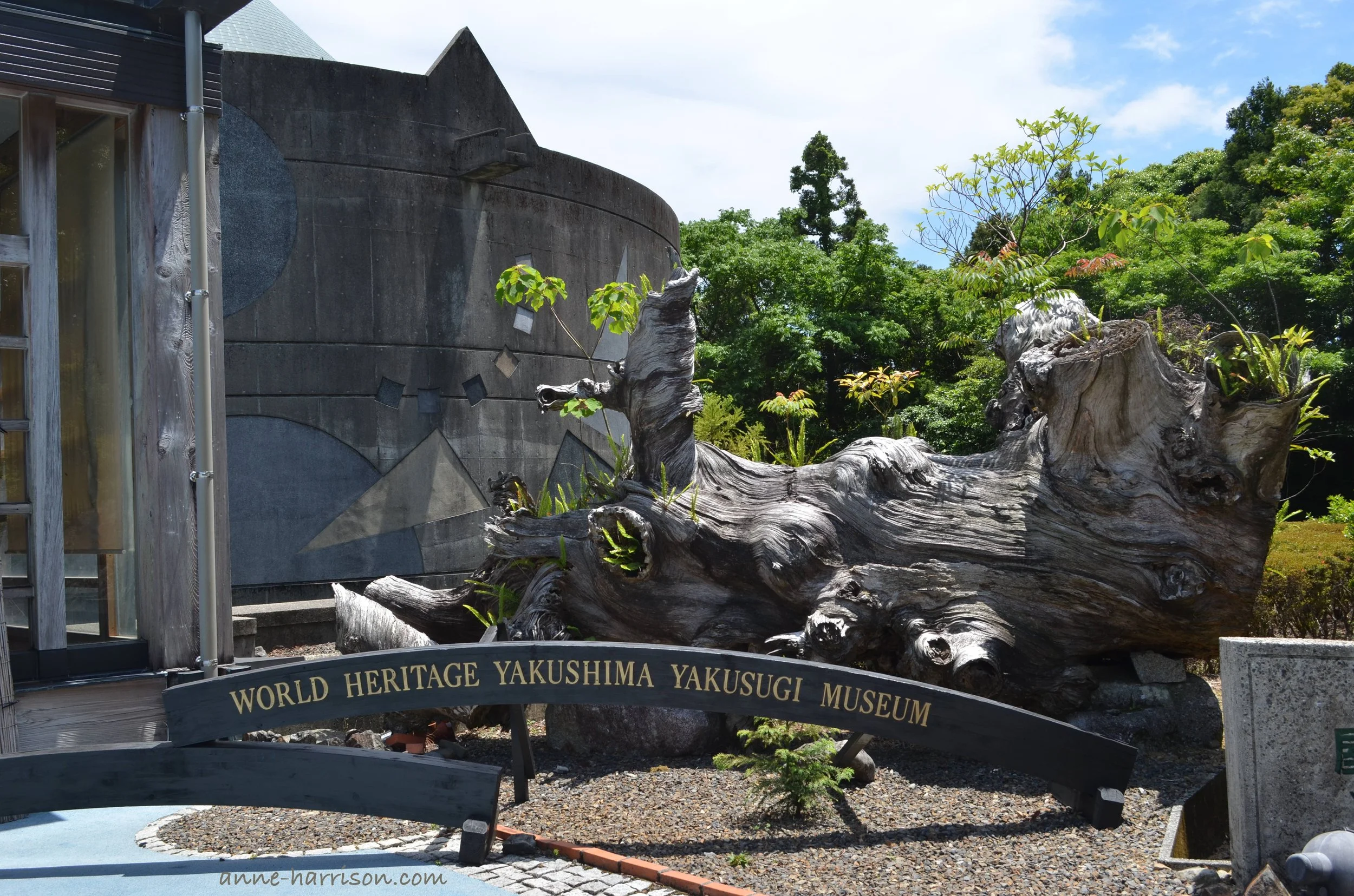 The entrance to the Yakushima Museum, Japan, with the sign in front of an ancient logged tree trunk