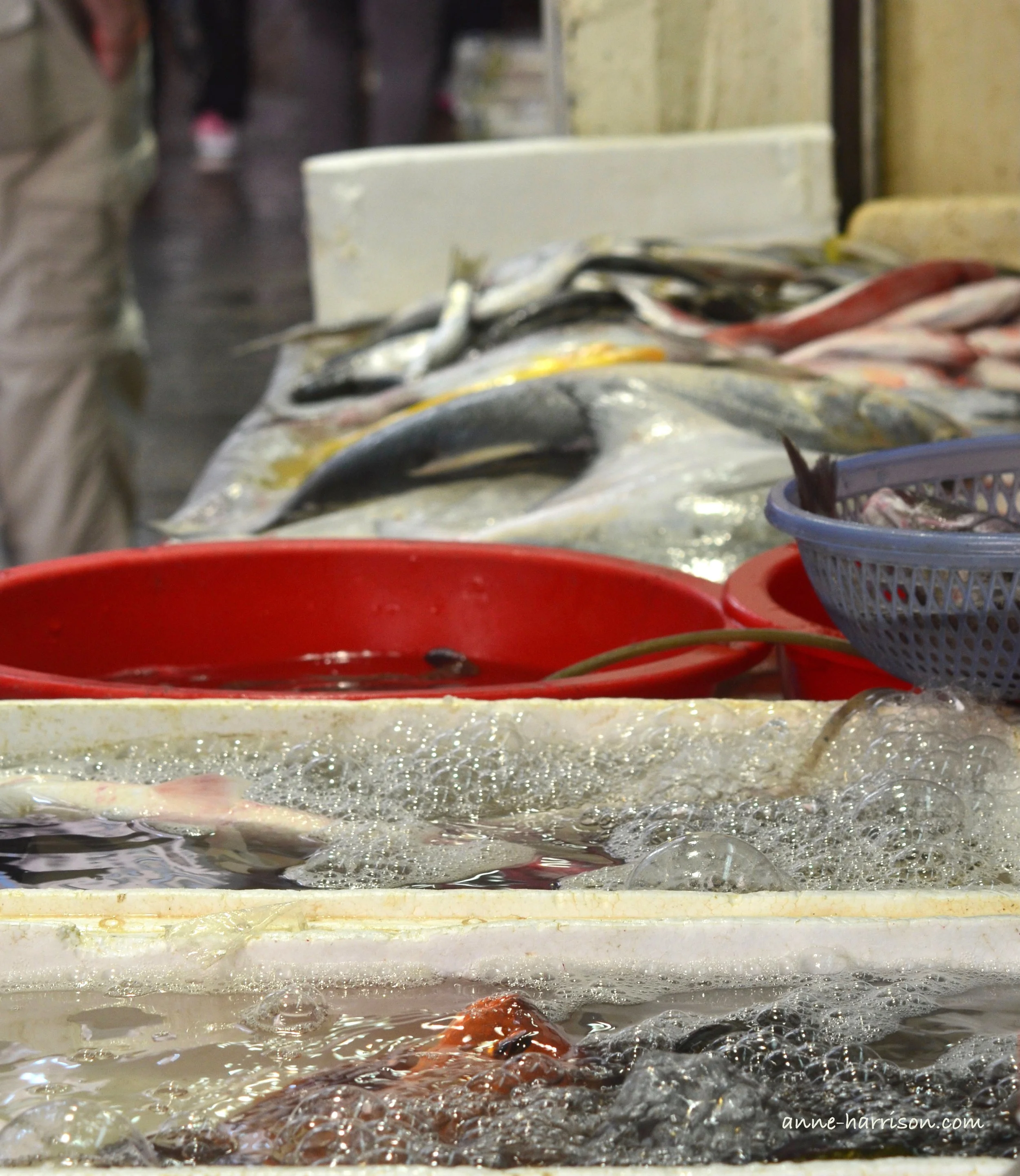 Fresh fish on display in a market stall in Hong Kong