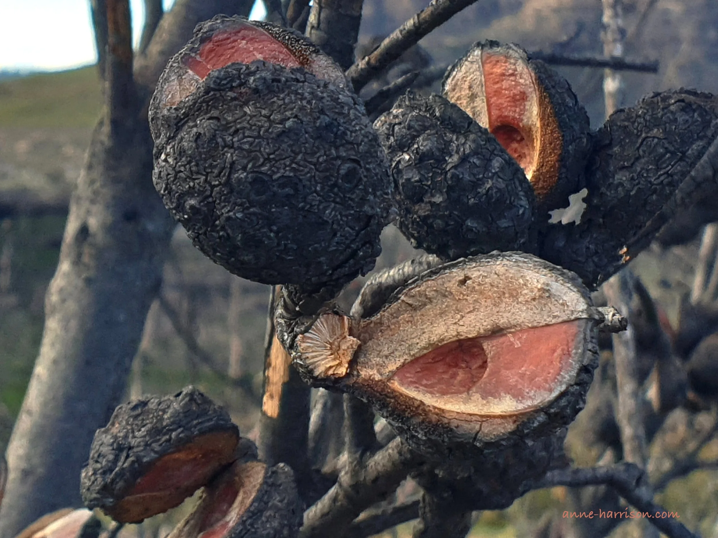 Burnt and blackened seed pods on a tree which have burst open.