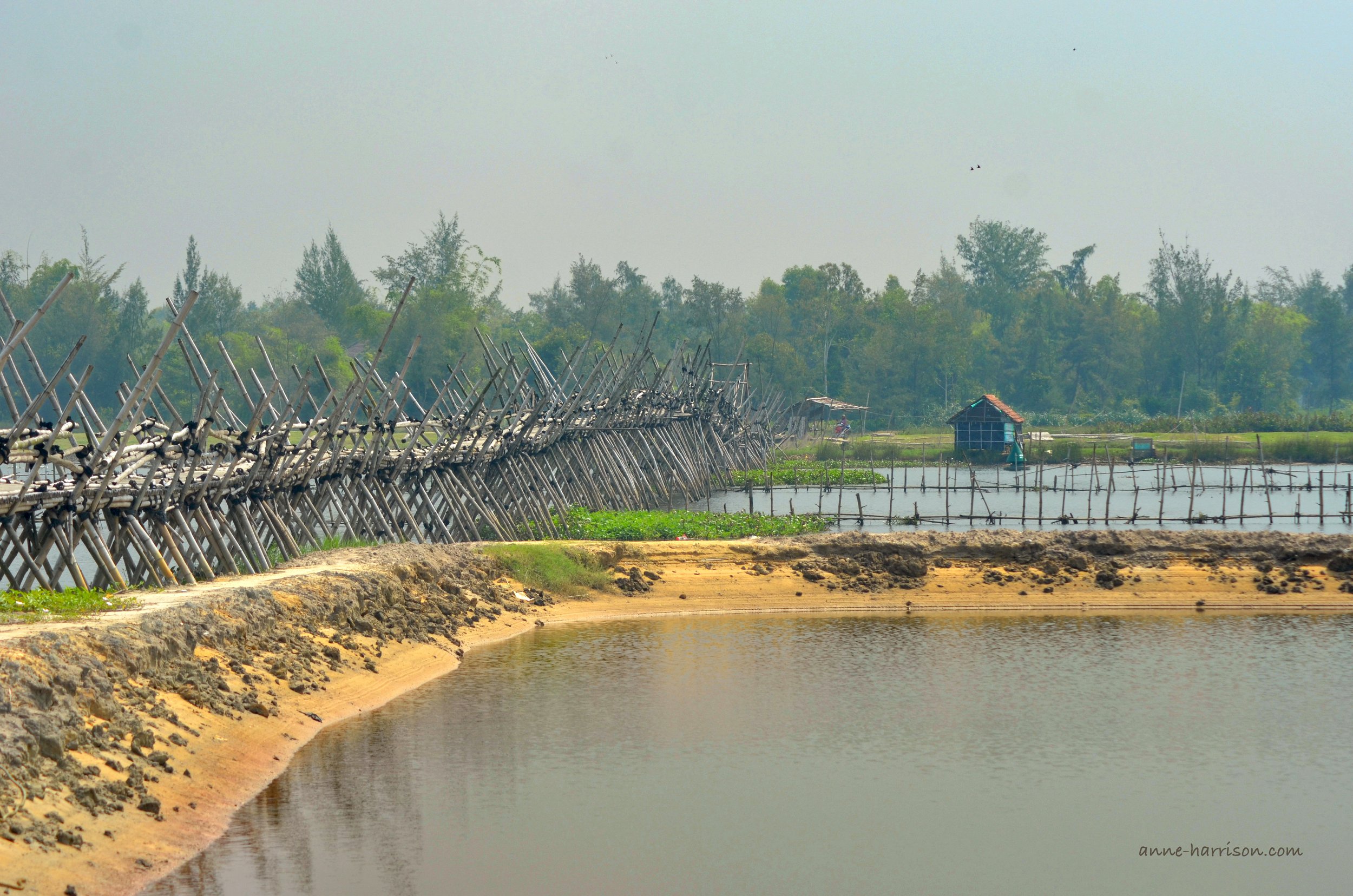 Flooded rice paddies (c) A. Harrison