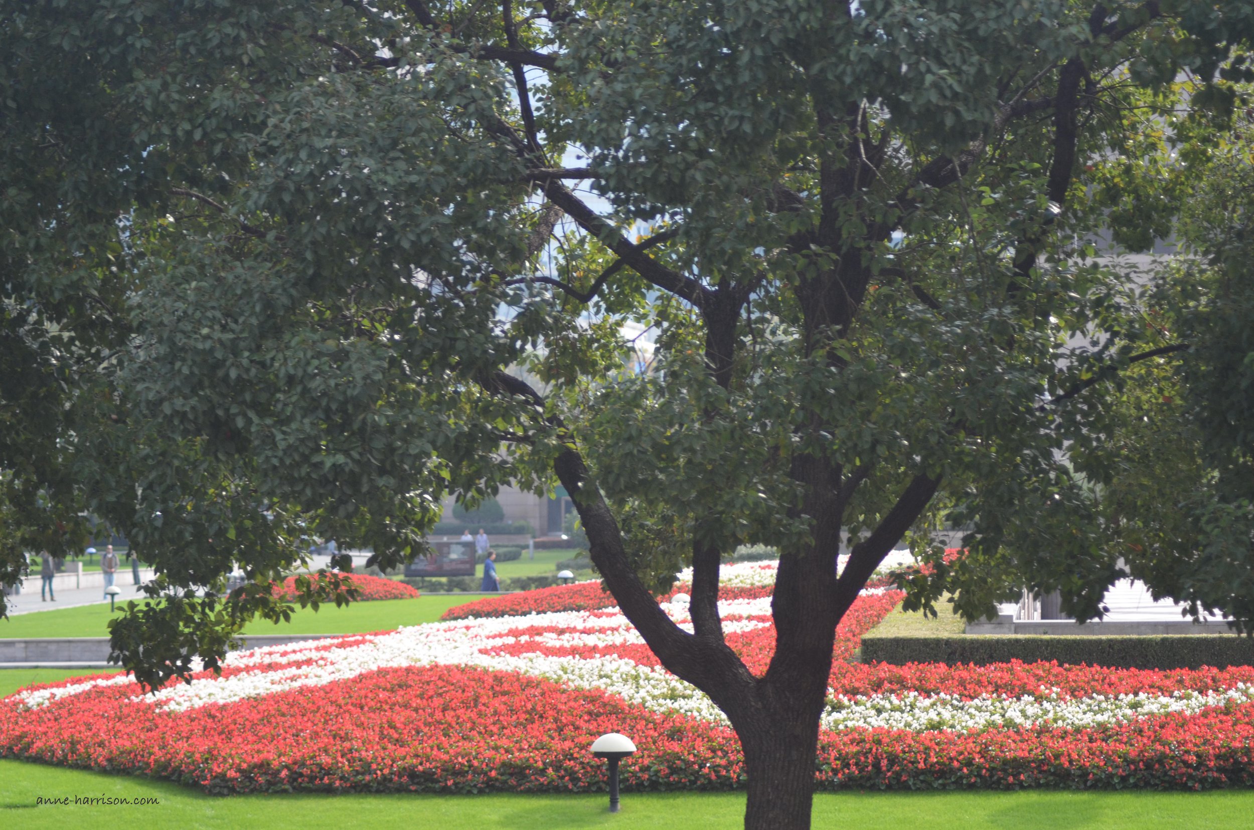 Red and white flowers on display in a park, with a tree in the foreground