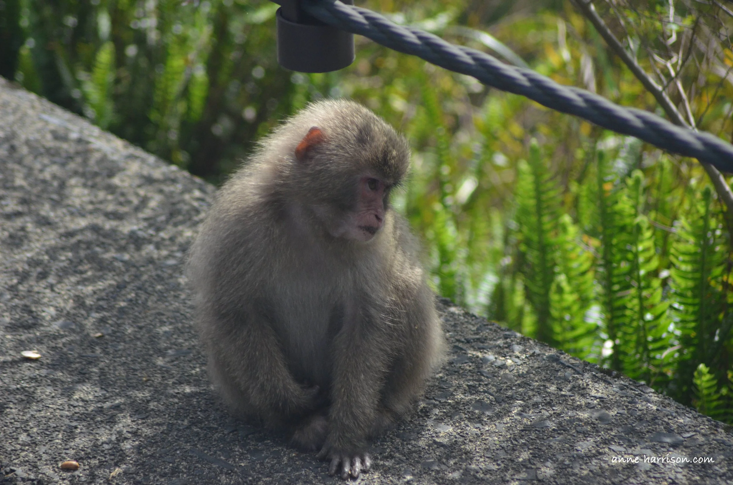 A young monkey resting on a stone path in a forest