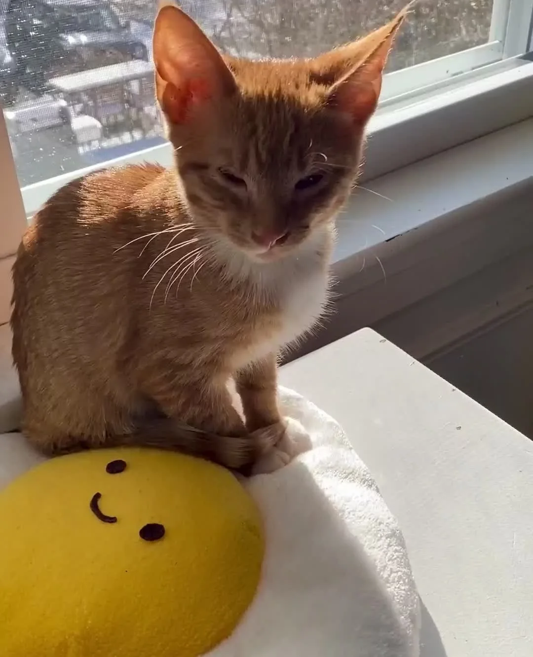 ✨️ May the light always shine down on you this year! ✨️
(And yes, Sunny can also be used as a pet cushion! 😻)
Looking back at 2024, we had ups and downs, losing a job, and losing our beautiful orange boy Cassie in October. On the upside, we were