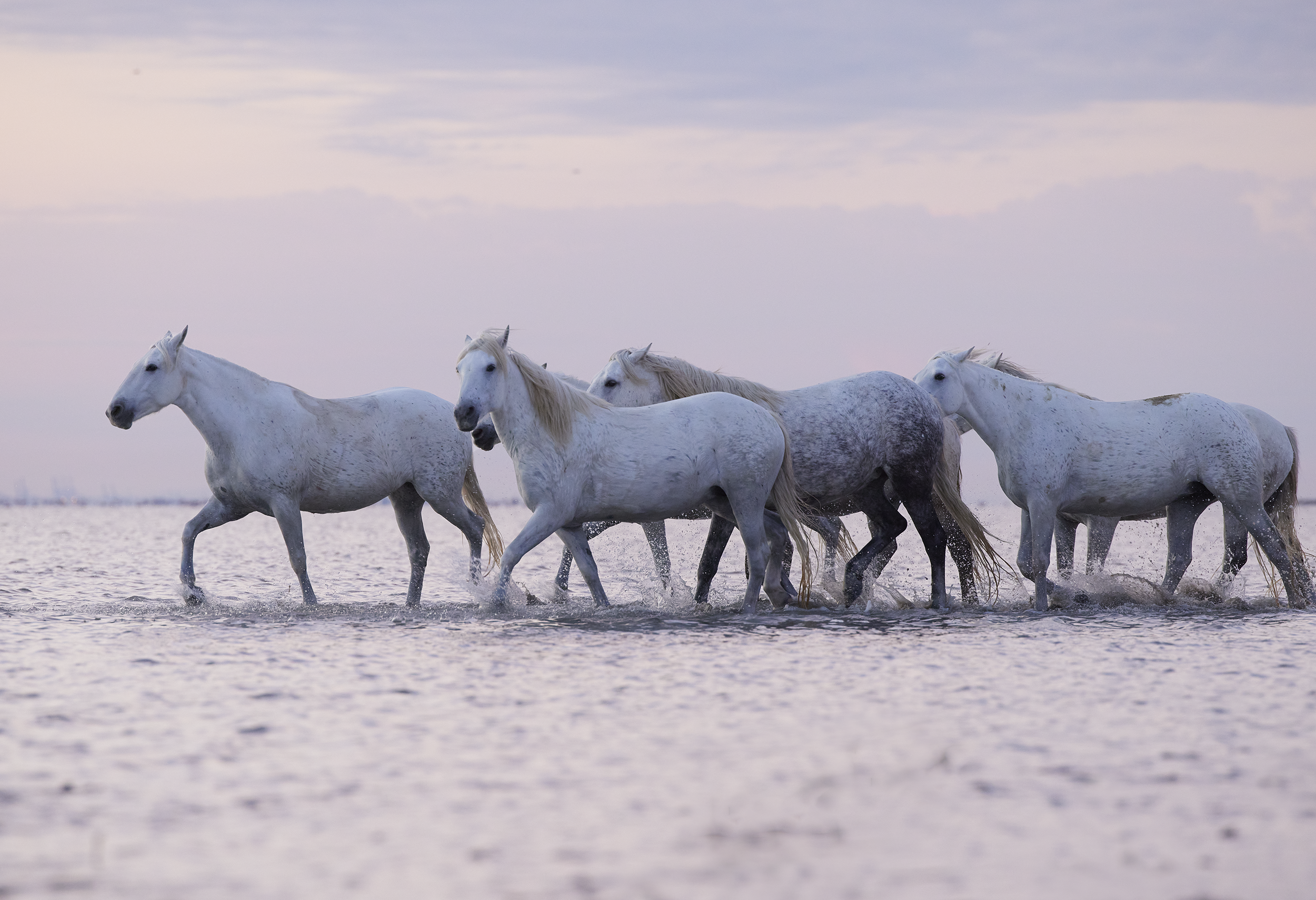 _G8A5385 walking left .png