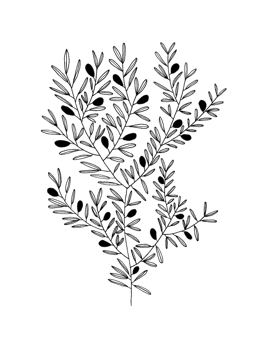 whimsical doodles and drawings by Emma Freeman Art, colorful, happy illustrations done by hand by Emma Freeman Art in Wisconsin, sketchbook artist, learning to draw, meditative drawing, drawing for fun, black pen drawing of an olive plant
