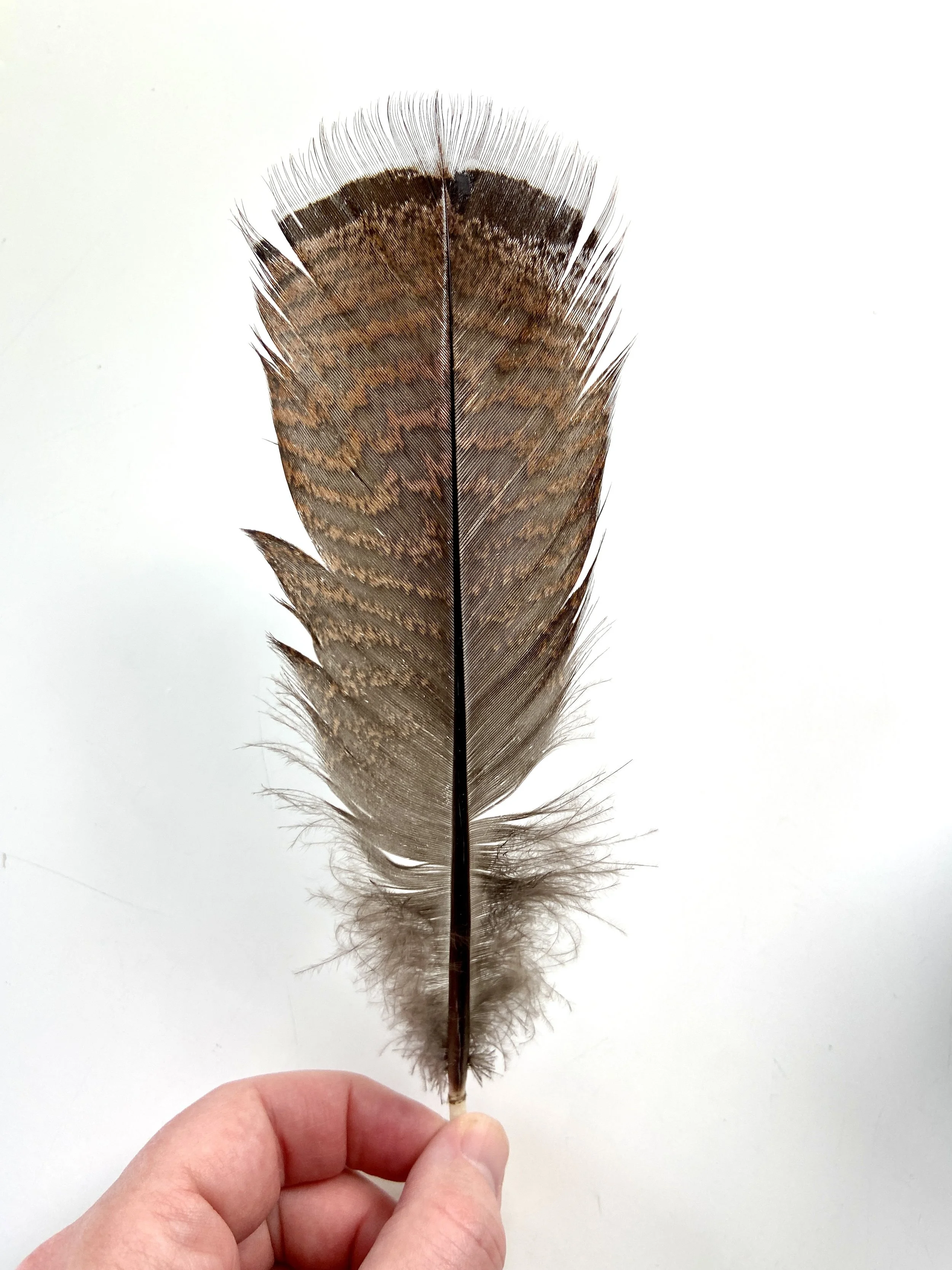 6ED6DC2E-F9F9-47FF-98D4-63A71AE11452_1_201_a.jpeg