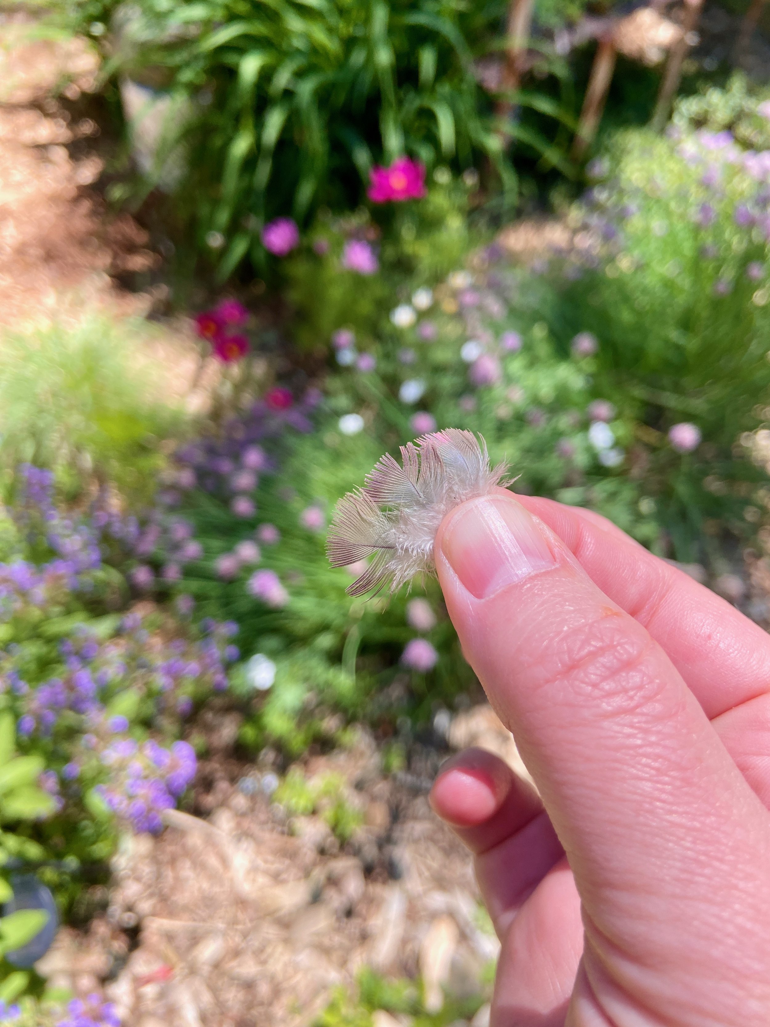 Hummingbird feathers I found in my Mom's garden