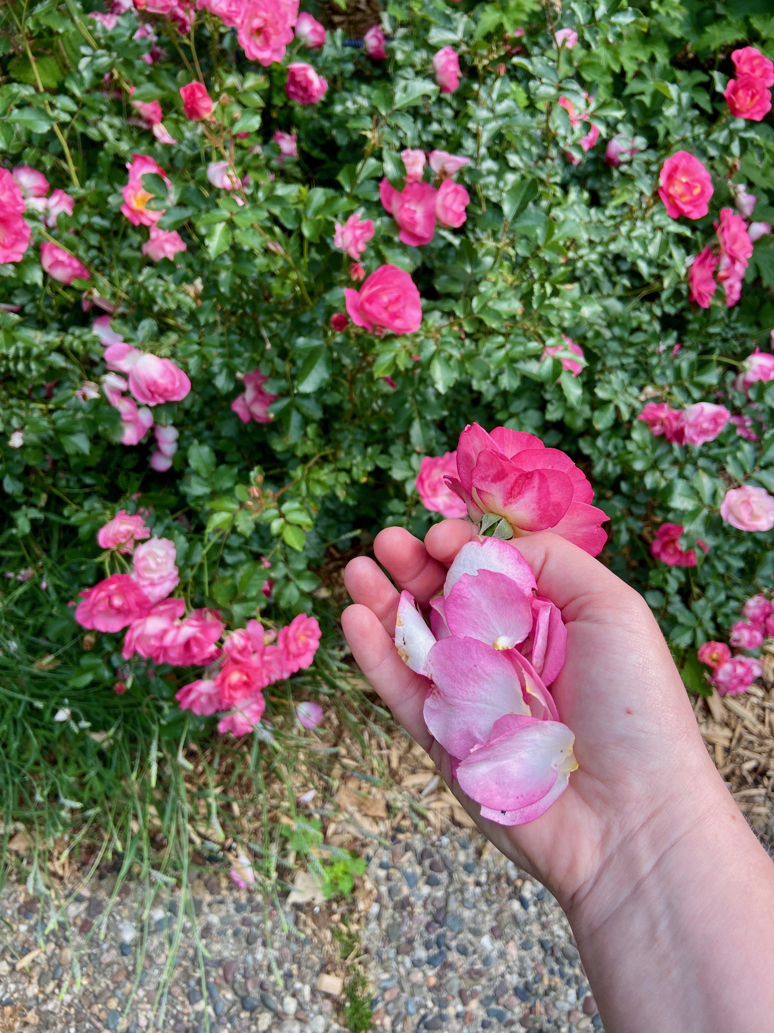 IMG_0002.jpeg