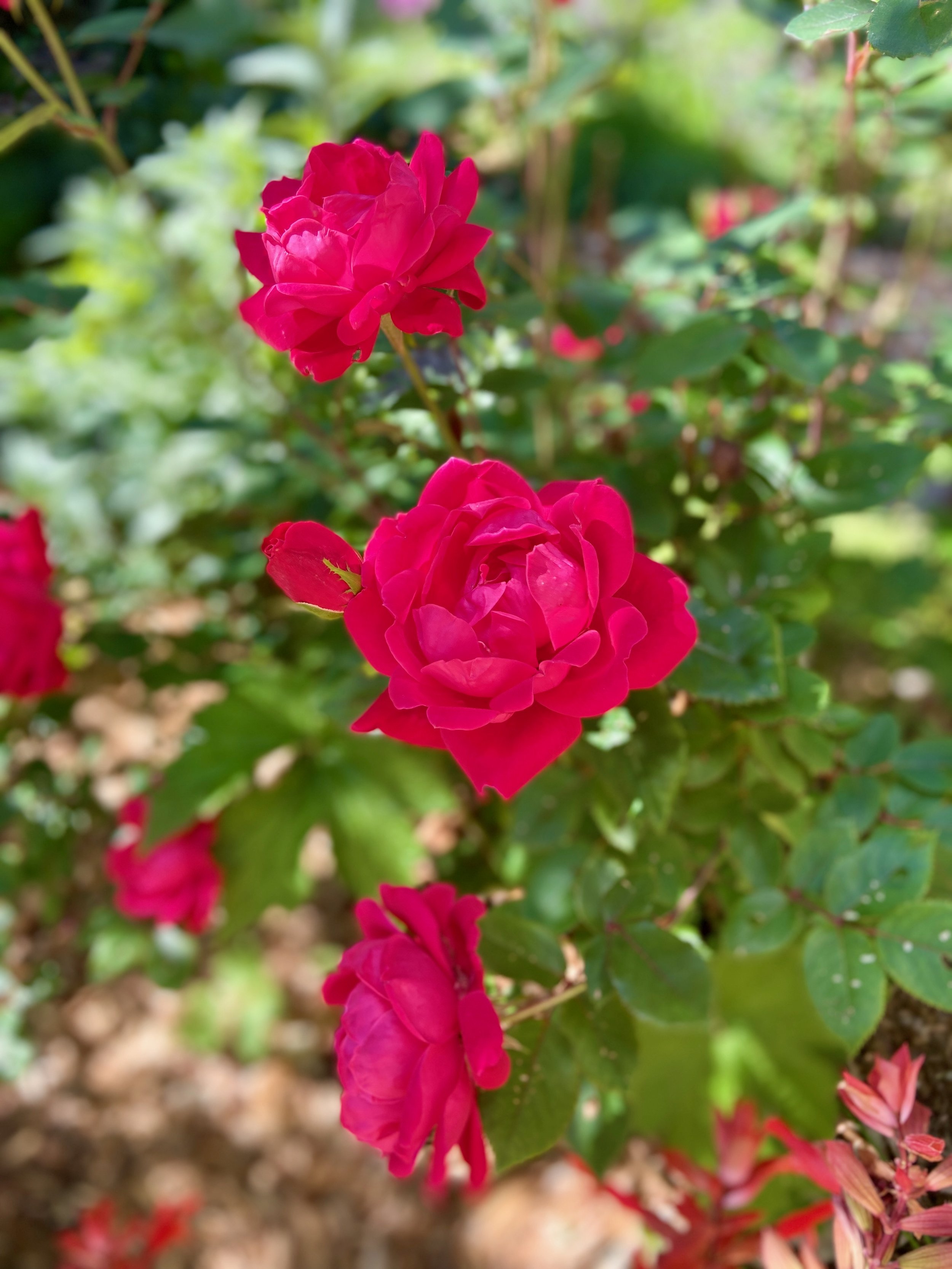 IMG_9713.jpeg