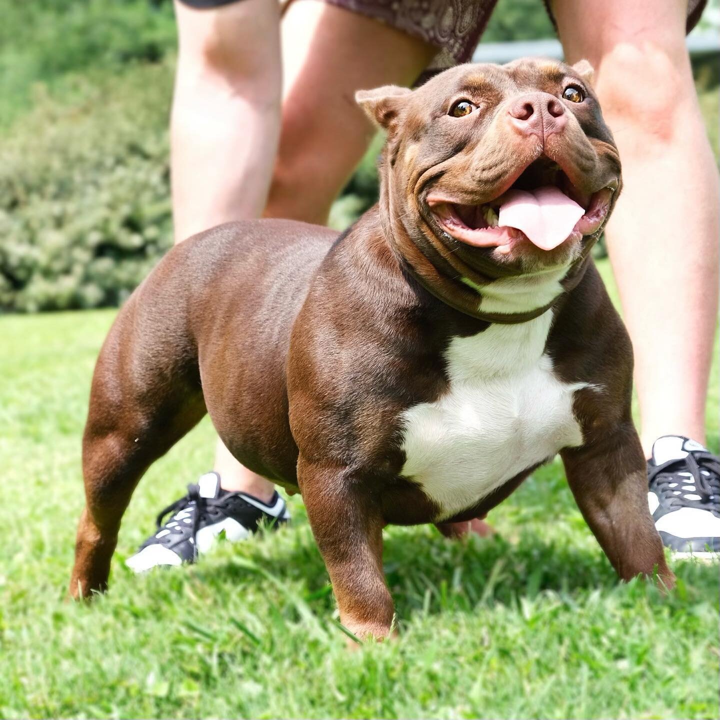 Her to Him 👀 🔥This is what happens when one of Brewed Up babies goes down south and flourishes from our og Louisiana roots 🐊 
Follow @thekuruptbullykartel for updates on MAMA NACHE 
.
GG X Ronan Daughter X K2 
Louis V/Veneno/ K2 
.
Now that&rsquo;
