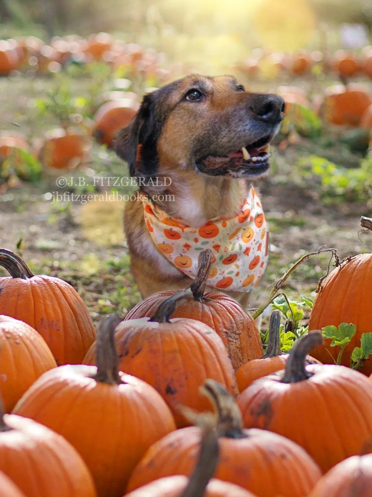 the hundred-acre halloween