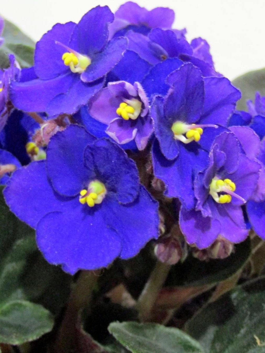 violets beget violet