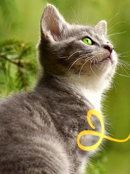 a cat story