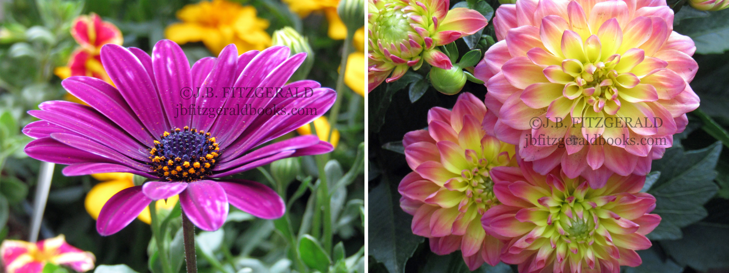 Vibrant annuals for this year's planting.  J.B. Fitzgerald, jbfitzgeraldbooks.com