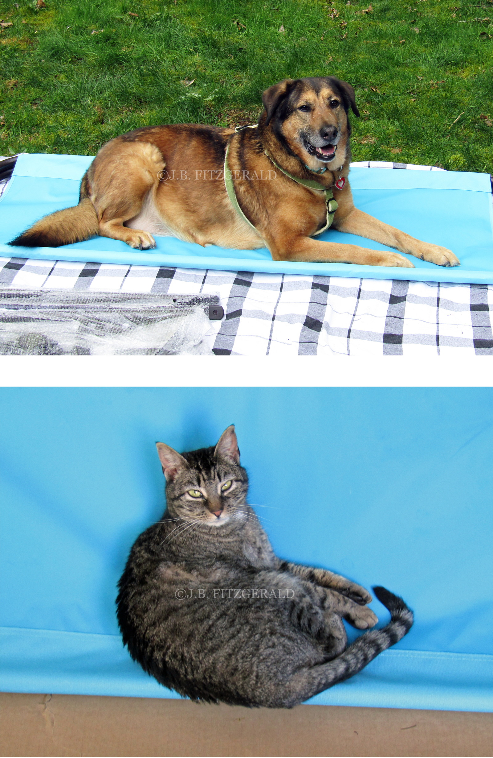 Maisie and Miss Malcom lounging on an essential part of the swing's construction.  Swing Fling in the Spring, J.B. Fitzgerald, jbfitzgeraldbooks.com