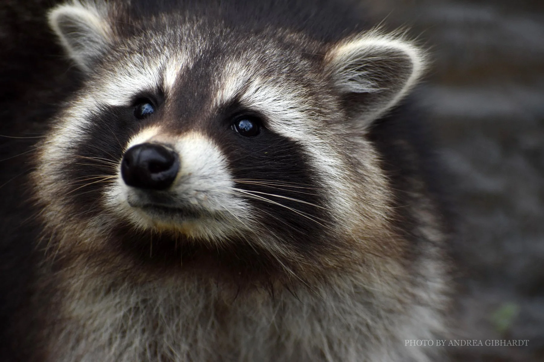 Intruder Unmasked, J.B. Fitzgerald, jbfitzgeraldbooks.com