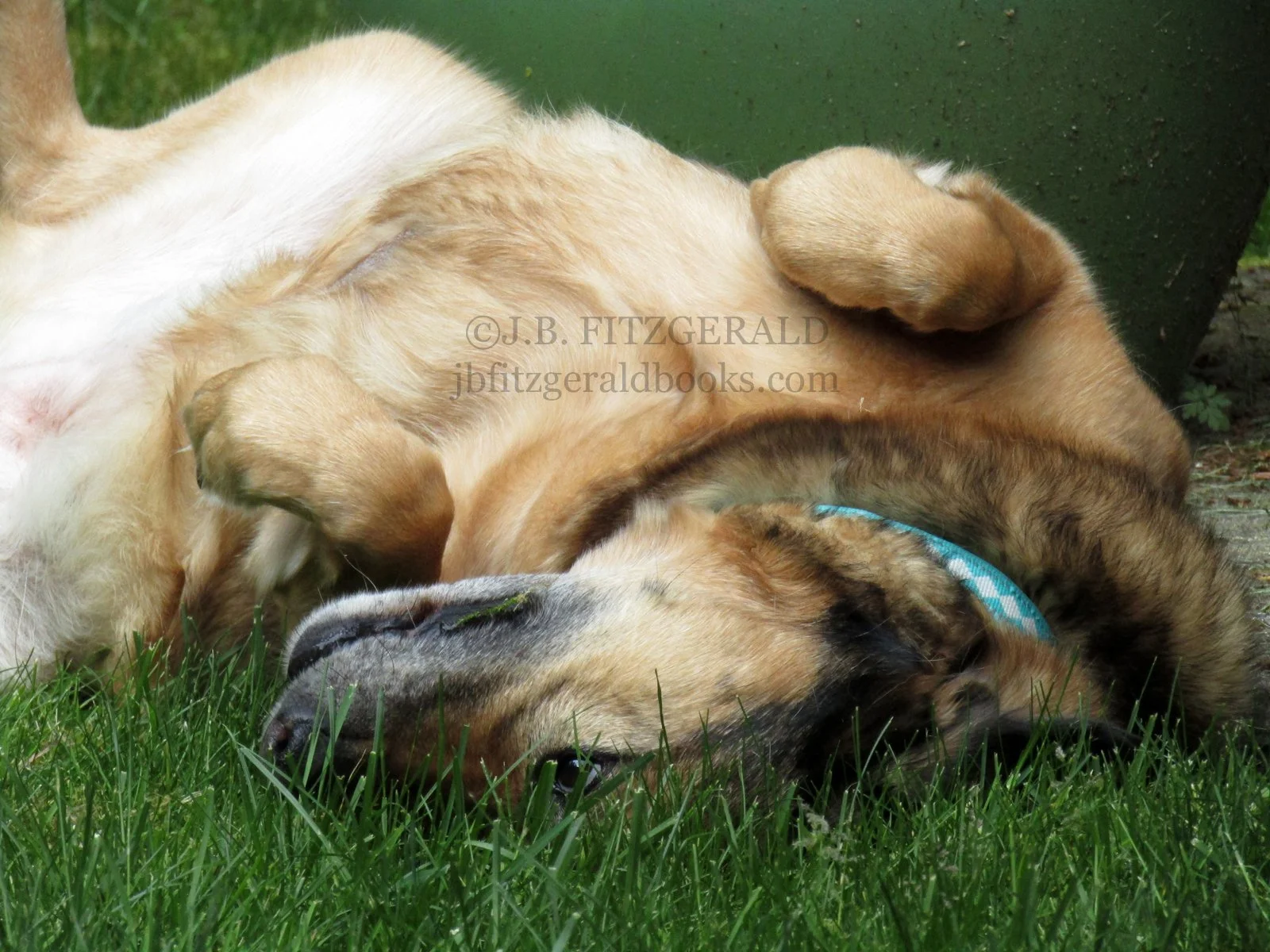 Upside-down Maisie Moon, photograph by J.B. Fitzgerald, jbfitzgeraldbooks.com