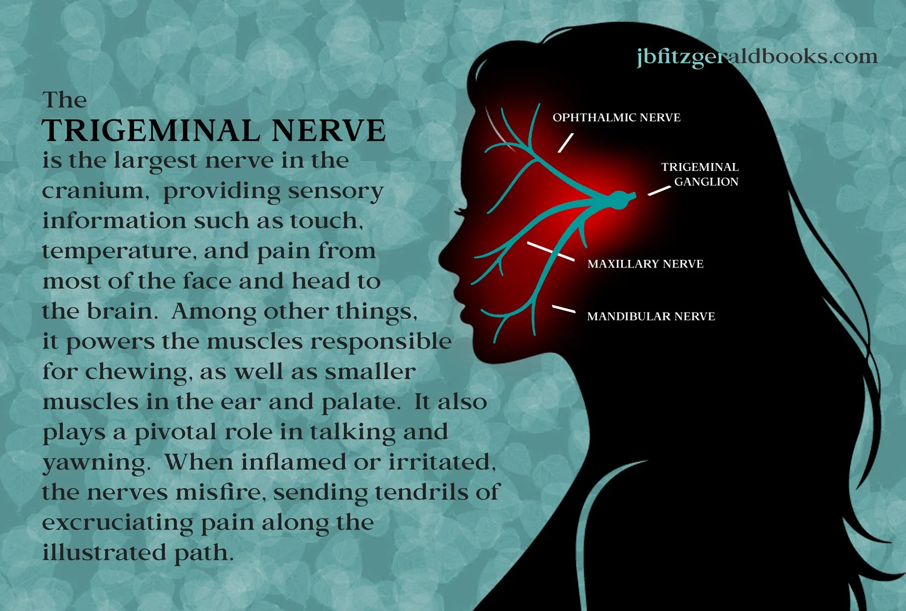 If Only We Were Traveling, trigeminal nerve diagram, J.B. Fitzgerald, jbfitzgeraldbooks.com
